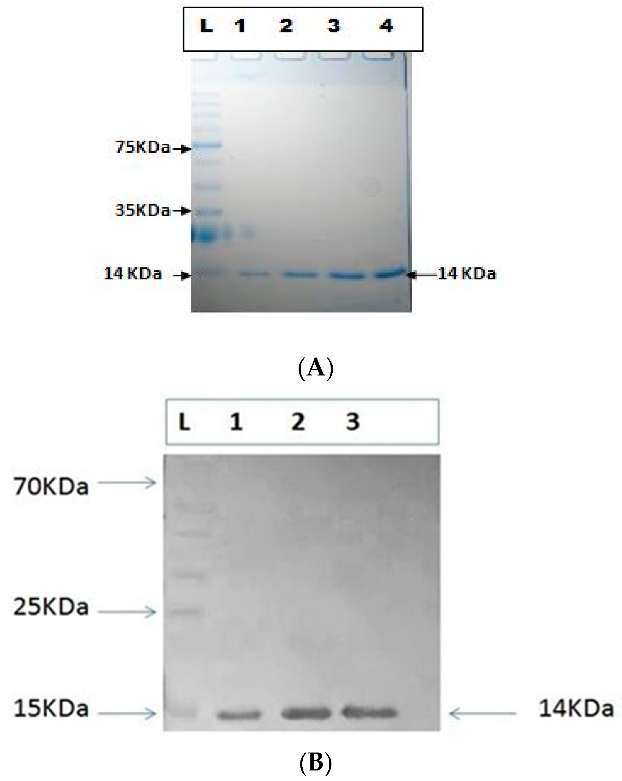 Pharmaceutics 15 01825 g012 Pharmaceutics 15 01825 g012