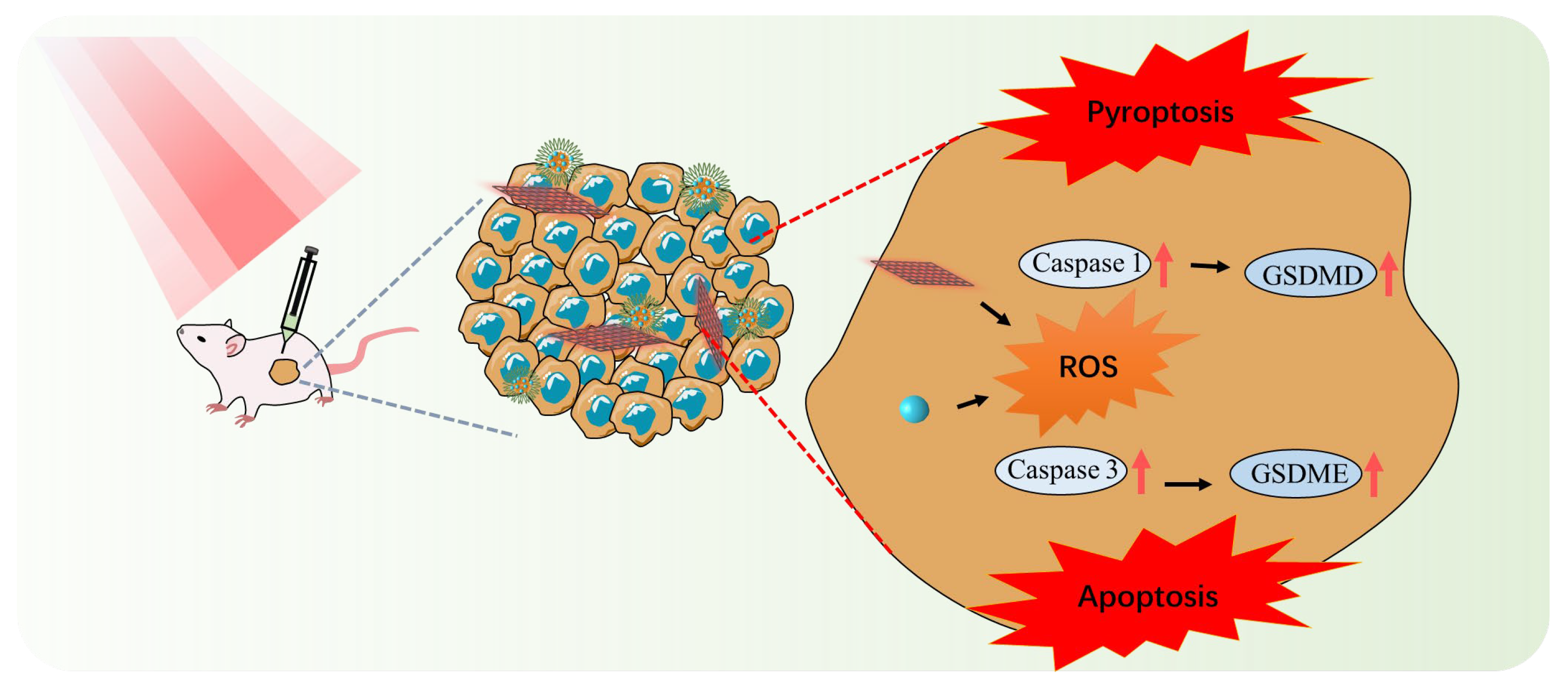 Pharmaceutics 15 01830 sch001 Pharmaceutics 15 01830 sch001