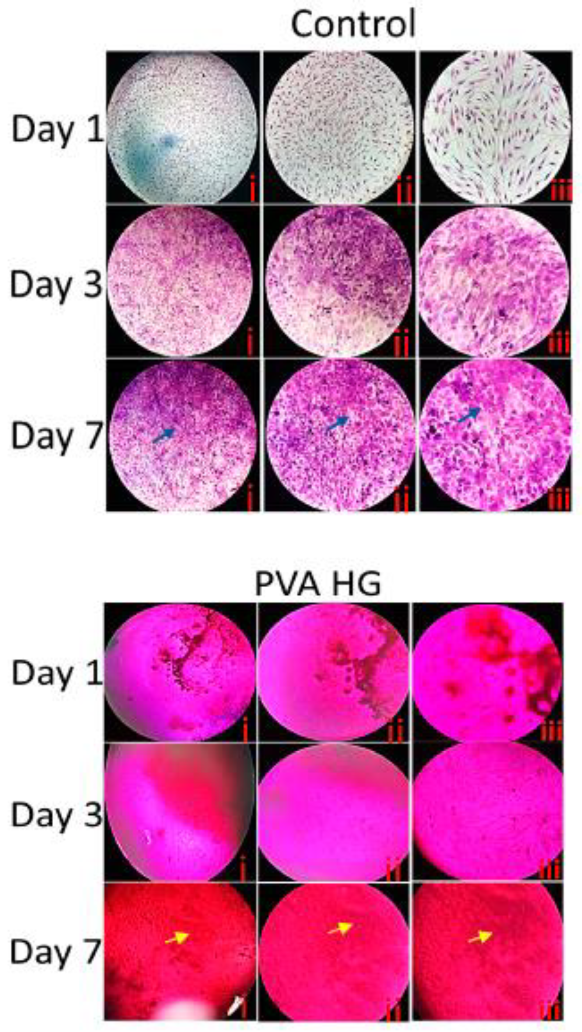 Pharmaceutics 15 01843 g007a Pharmaceutics 15 01843 g007a