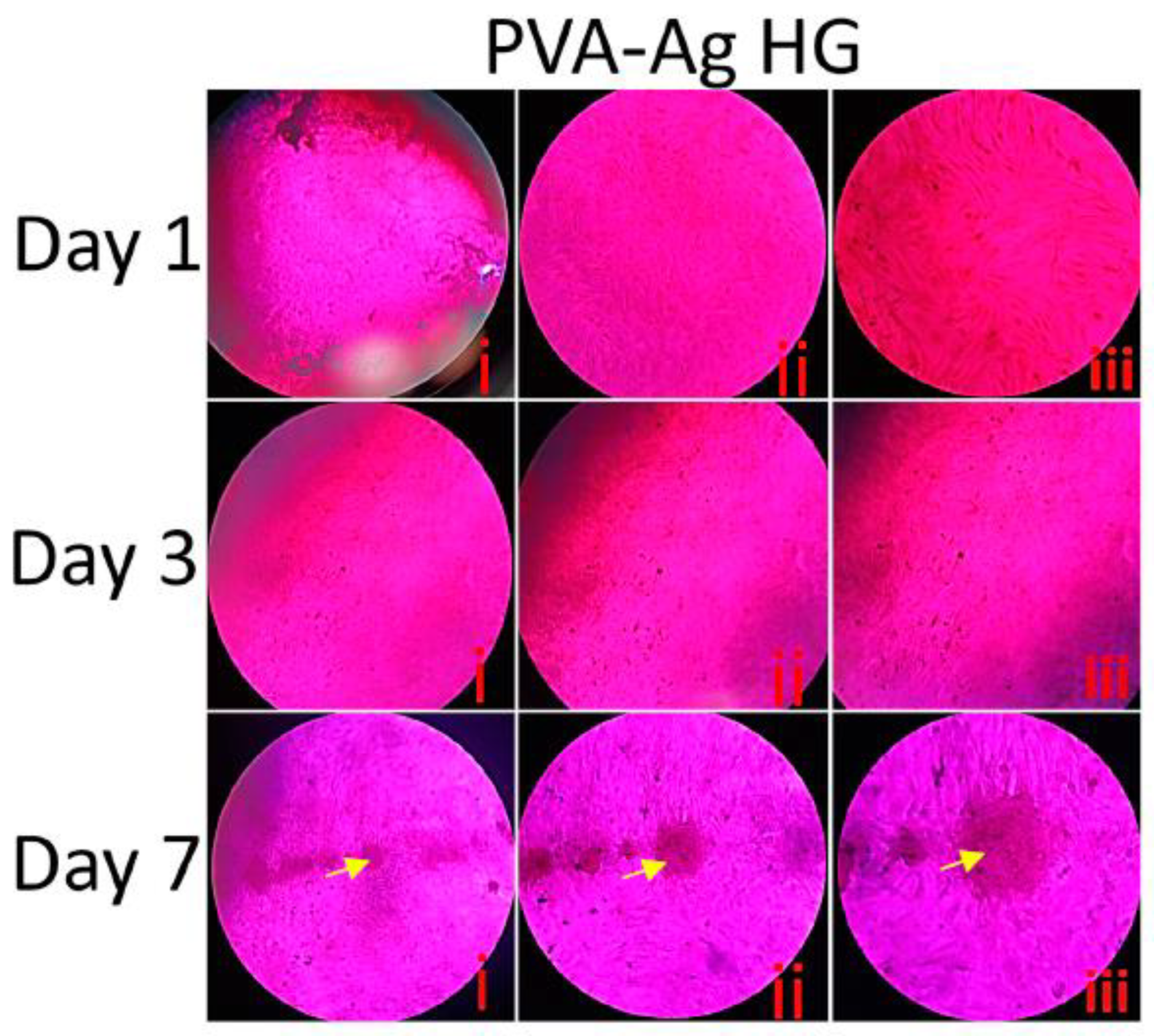 Pharmaceutics 15 01843 g007b Pharmaceutics 15 01843 g007b