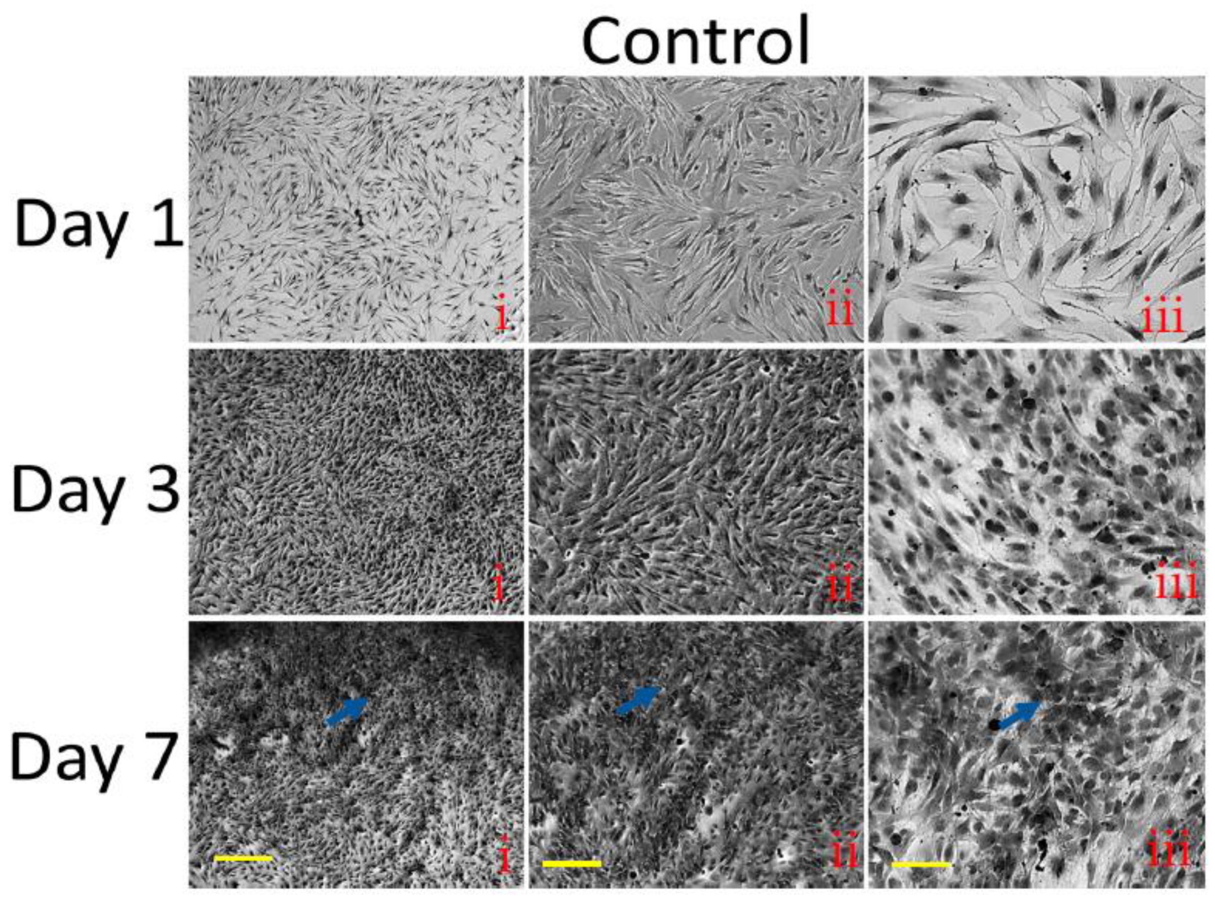 Pharmaceutics 15 01843 g008a Pharmaceutics 15 01843 g008a