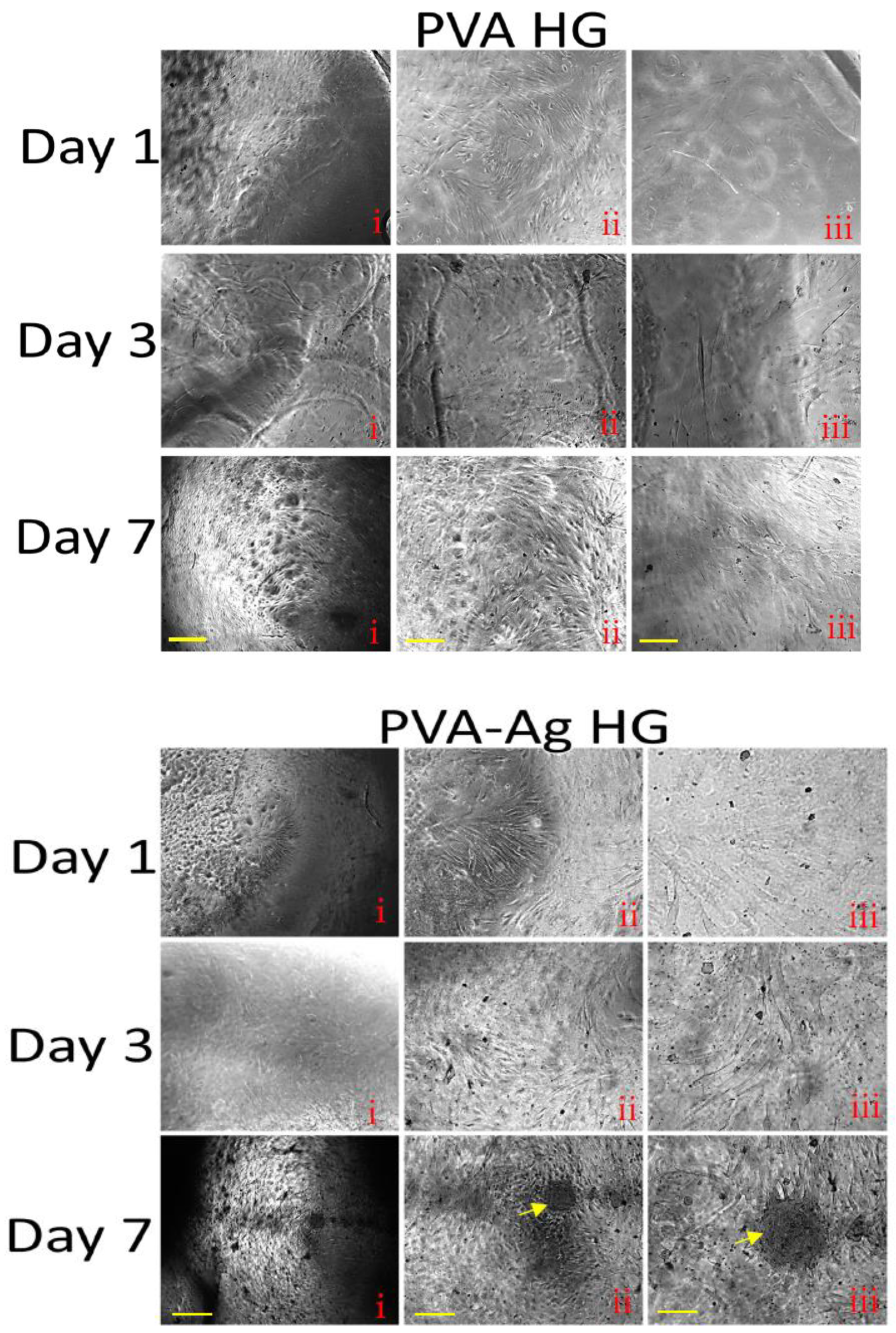 Pharmaceutics 15 01843 g008b Pharmaceutics 15 01843 g008b