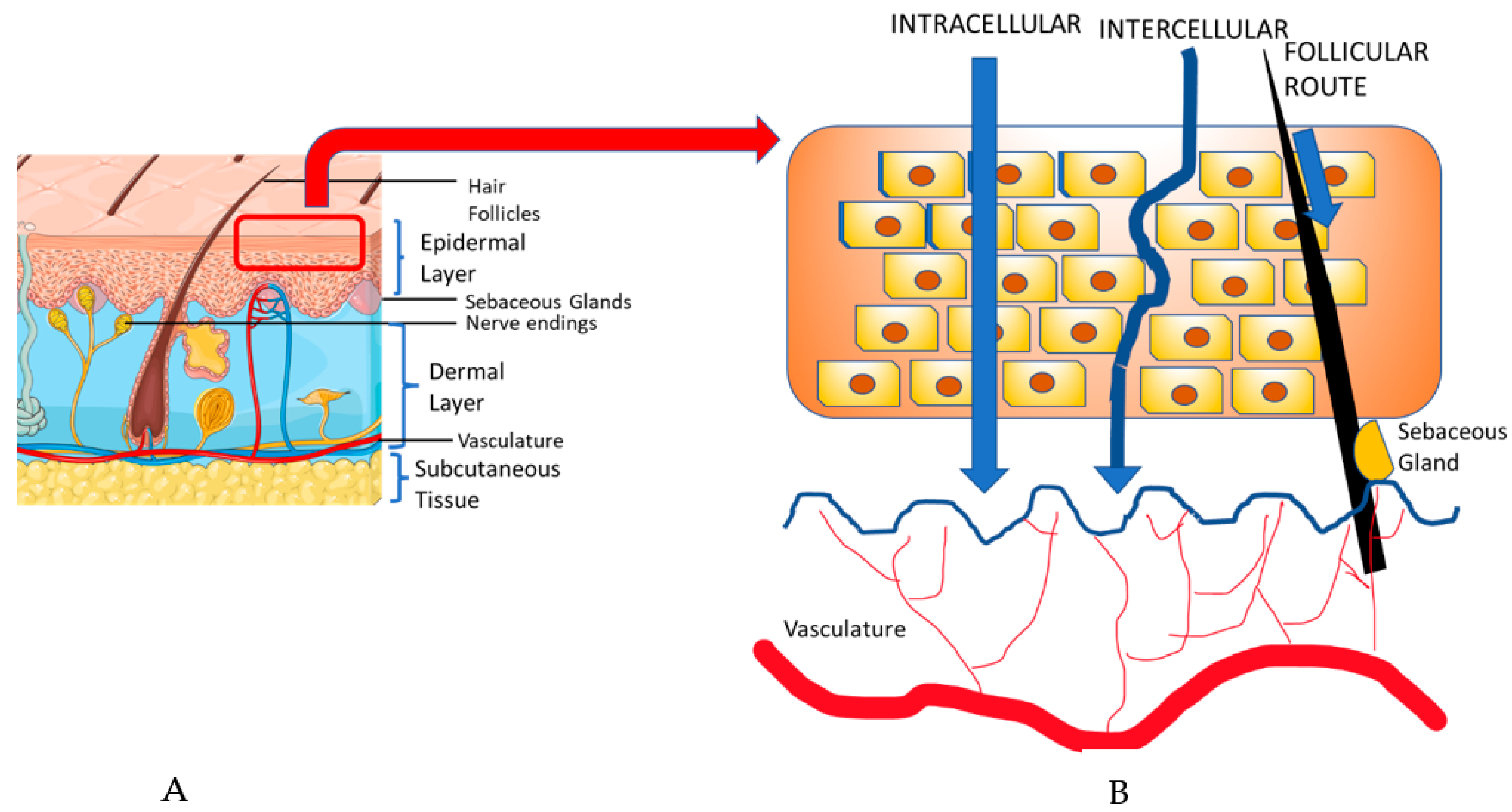 Pharmaceutics 15 01844 g003 Pharmaceutics 15 01844 g003