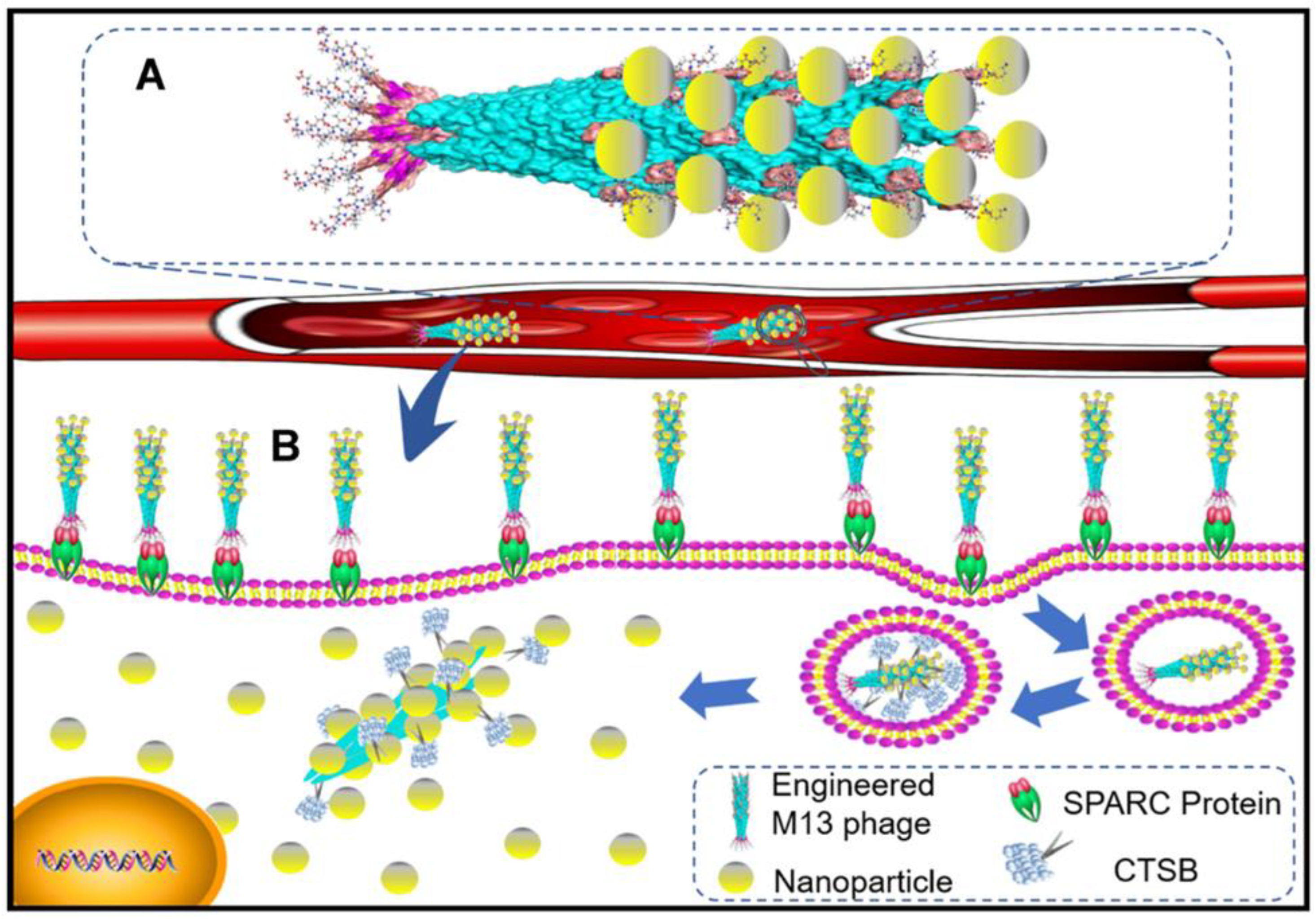 Pharmaceutics 15 01848 g004