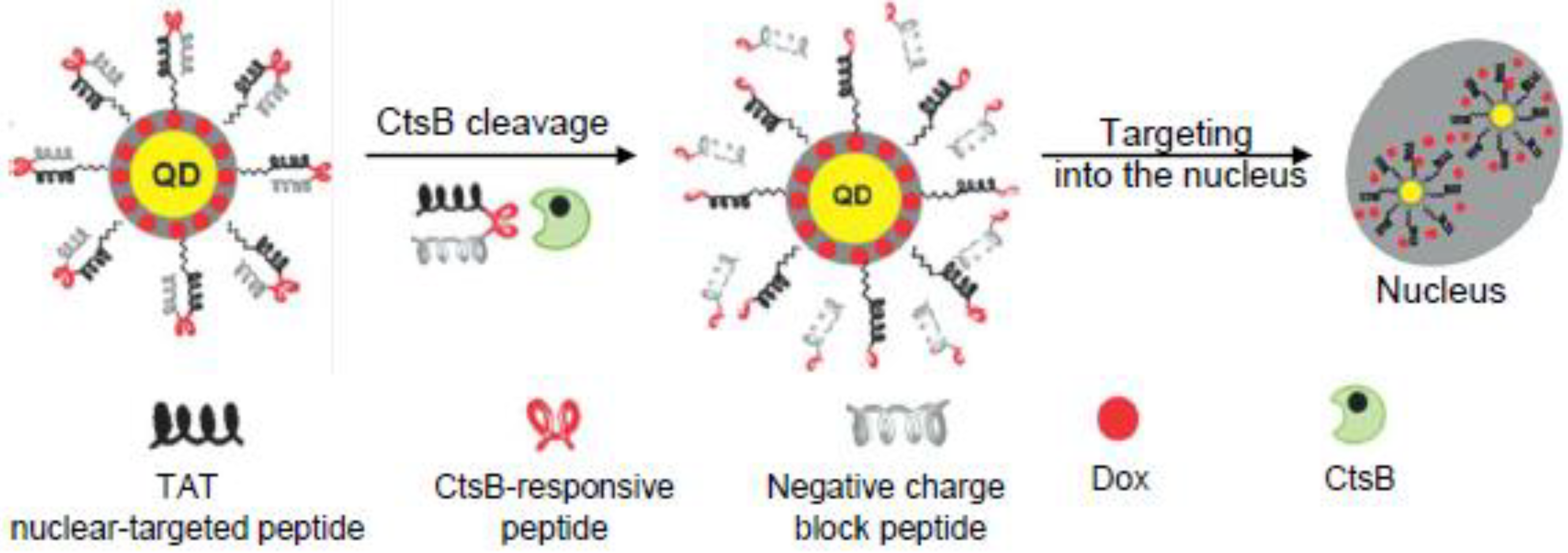 Pharmaceutics 15 01848 g005