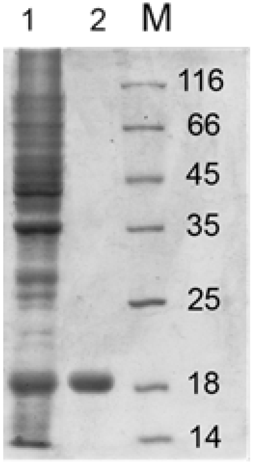 Pharmaceutics 15 01871 g010 Pharmaceutics 15 01871 g010