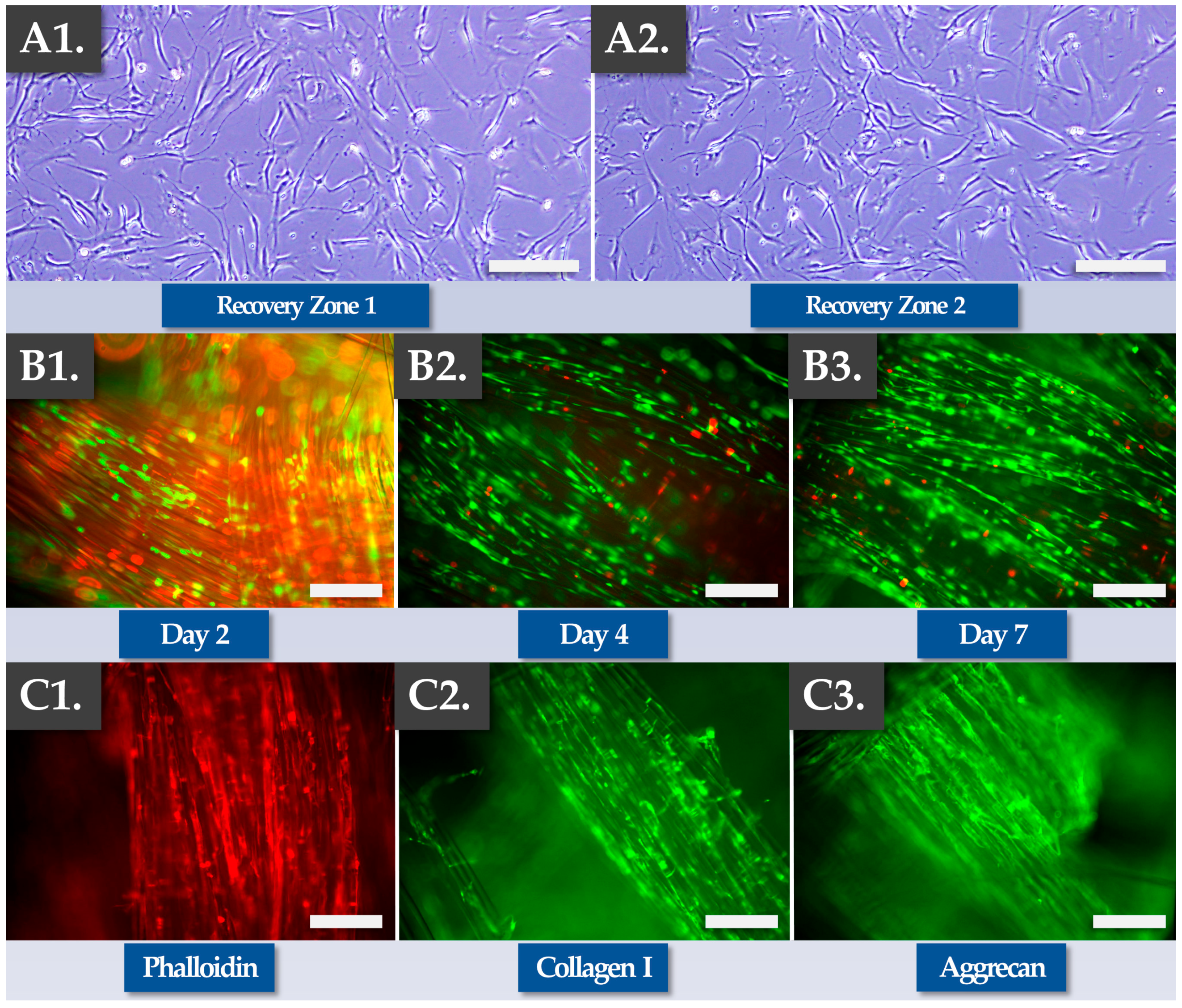 Pharmaceutics 15 01873 g004 Pharmaceutics 15 01873 g004
