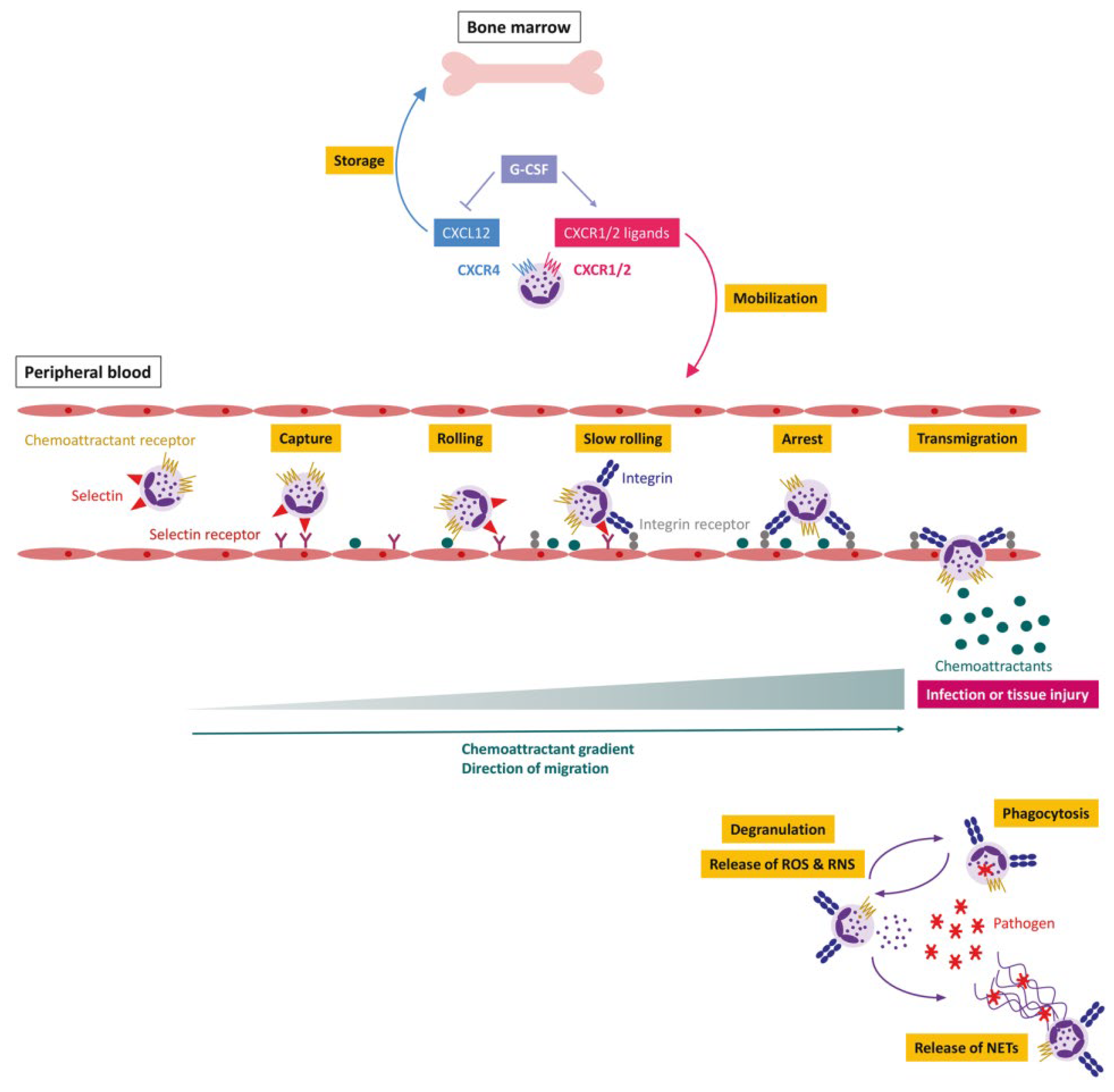 Pharmaceutics 15 01881 g003