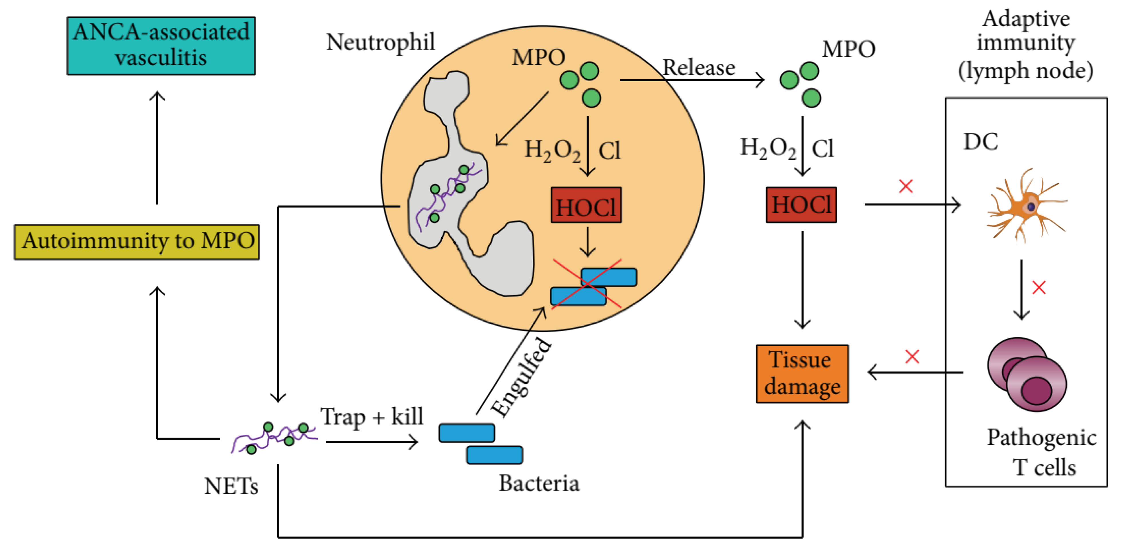 Pharmaceutics 15 01881 g004