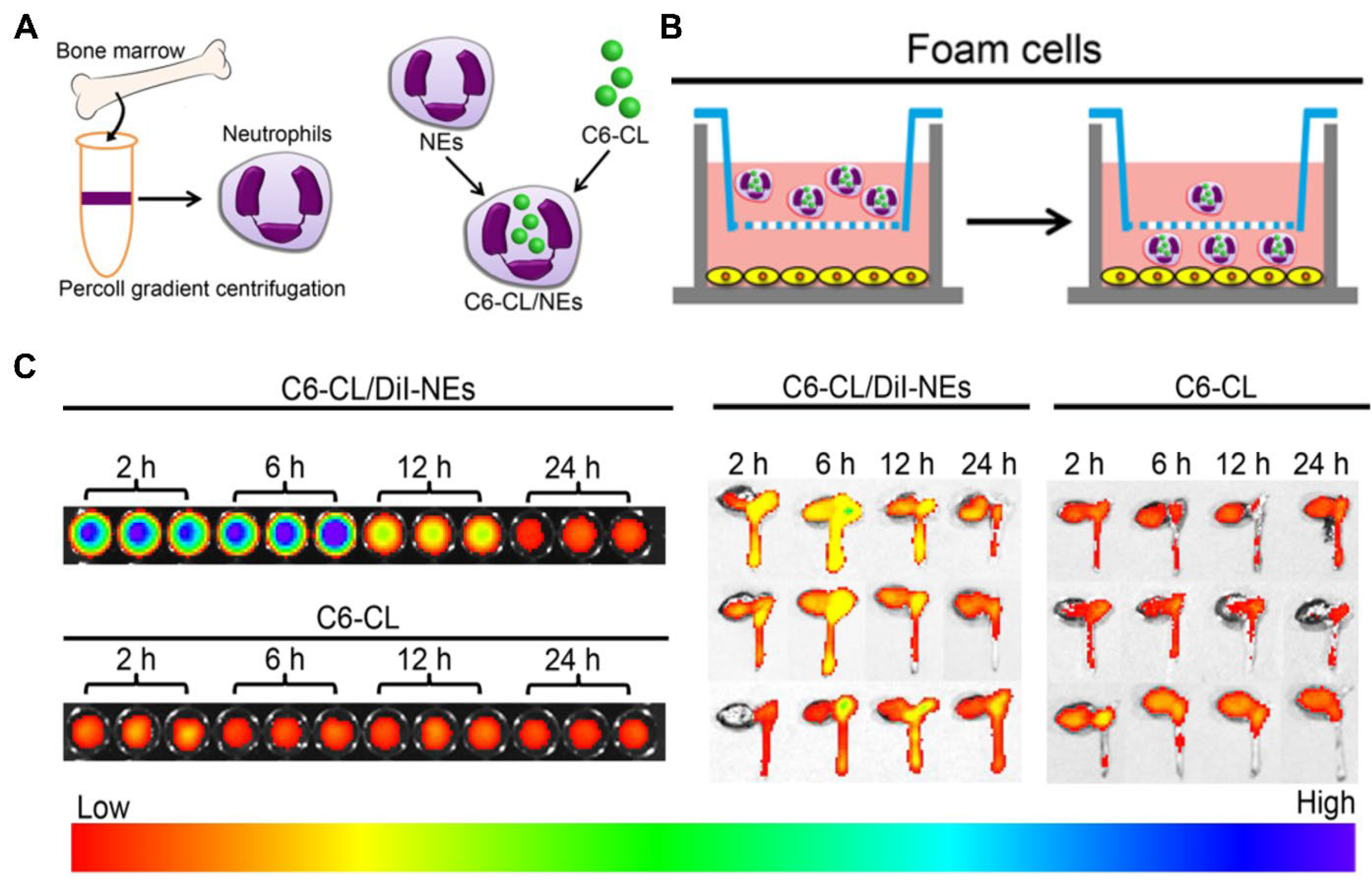 Pharmaceutics 15 01881 g011