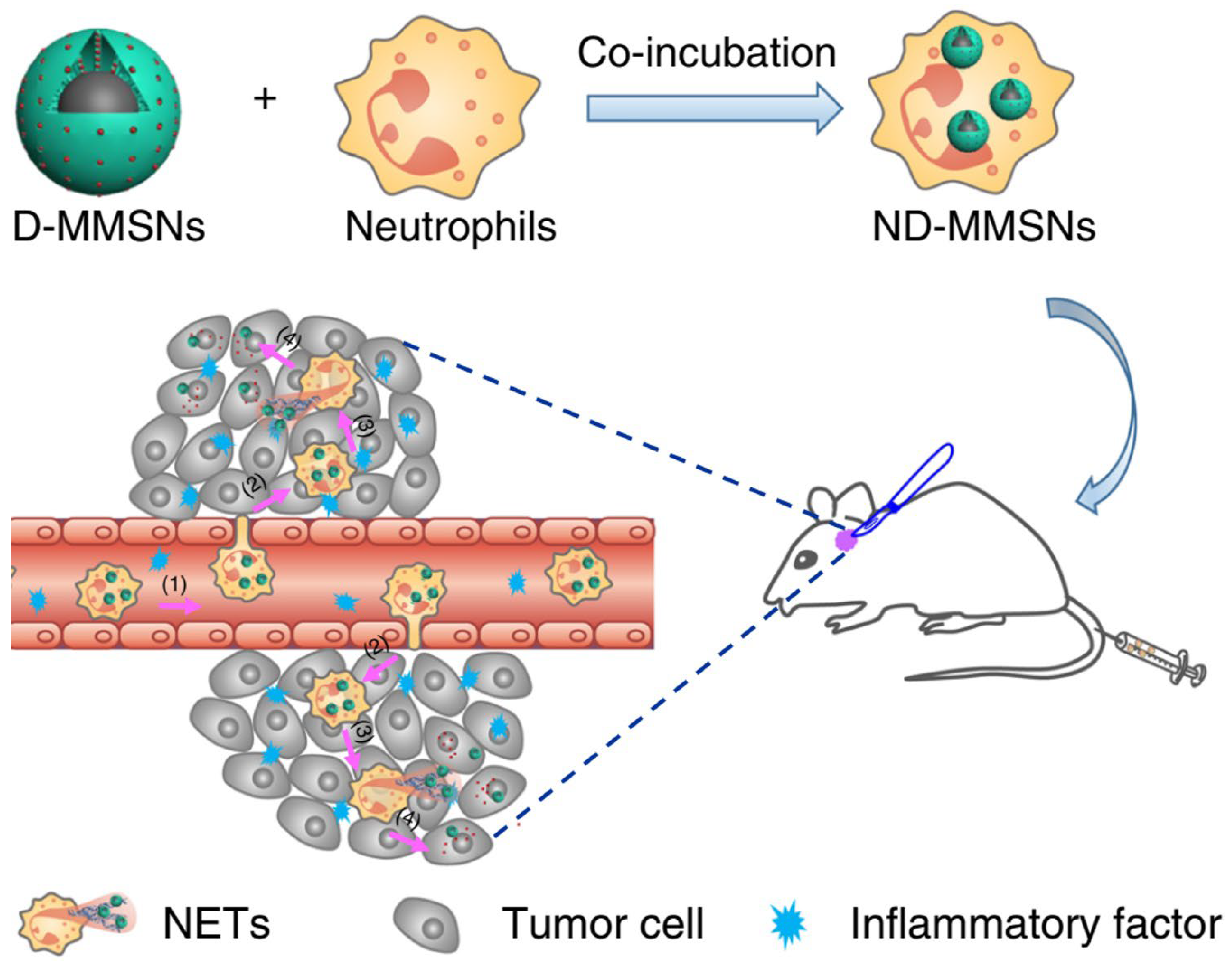 Pharmaceutics 15 01881 g012