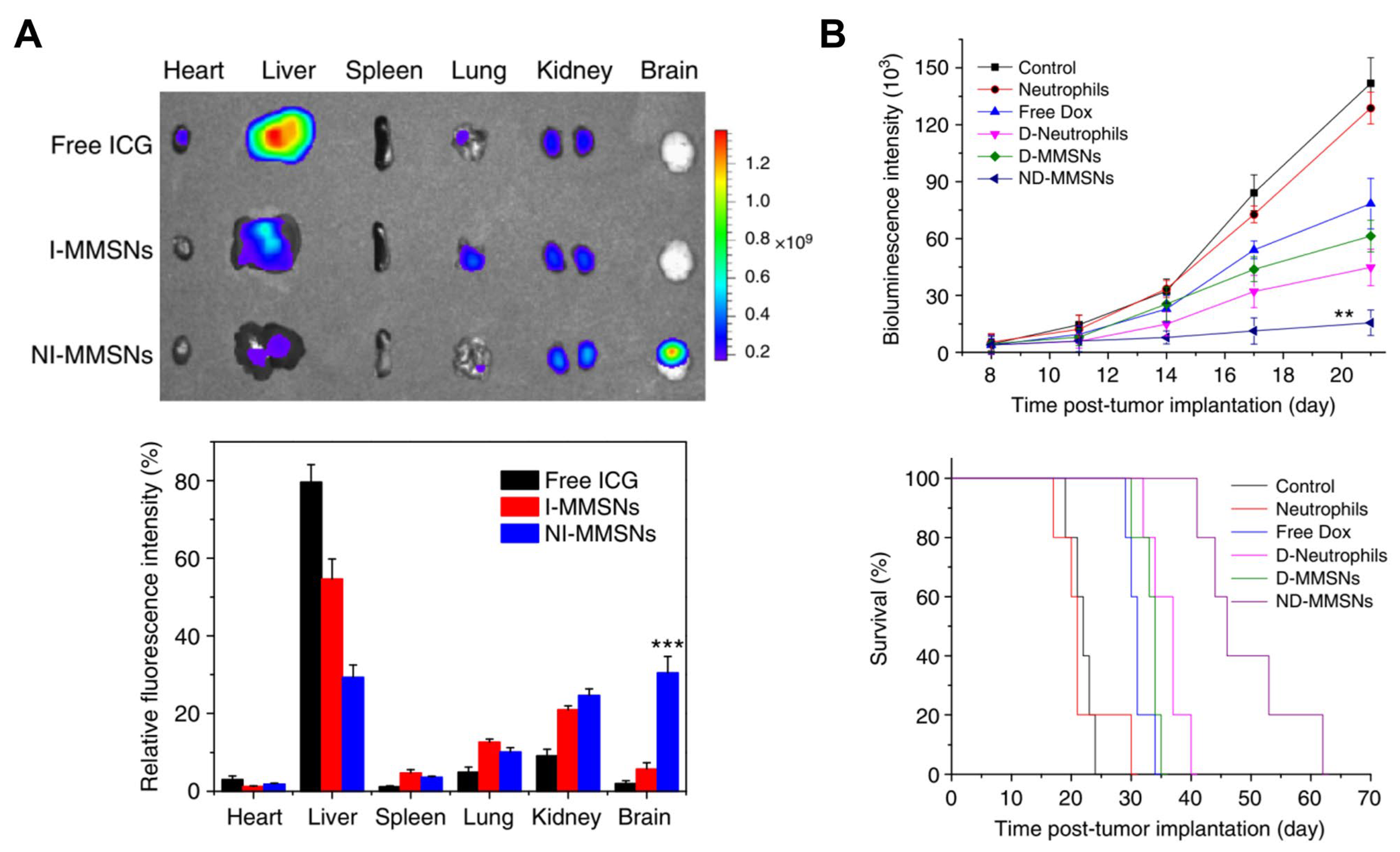 Pharmaceutics 15 01881 g013