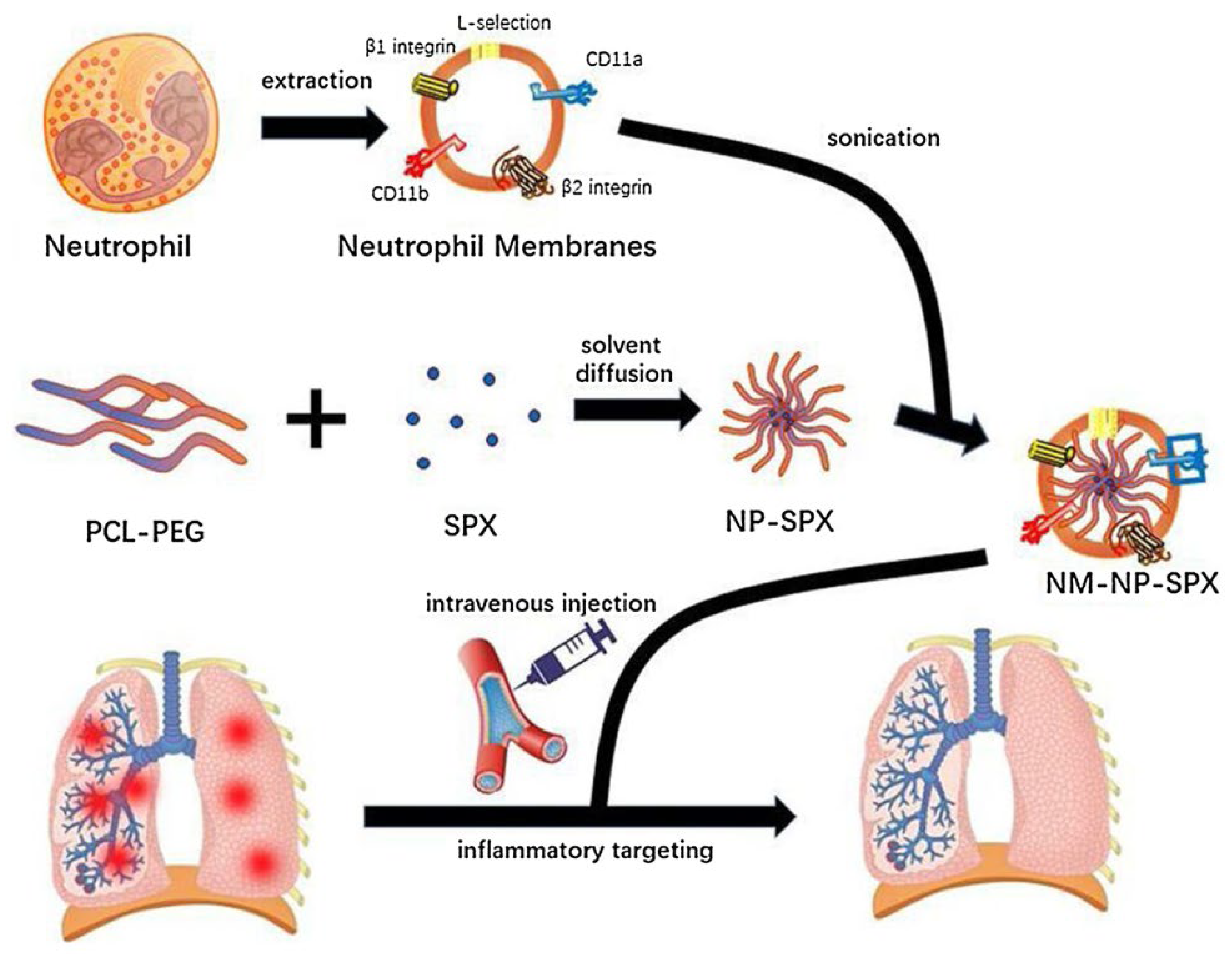 Pharmaceutics 15 01881 g015