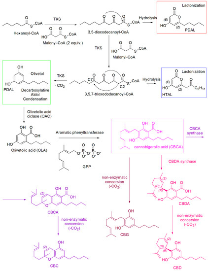 Synthetic Pathways to Non-Psychotropic Phytocannabinoids as Synthetic Pathways to Non-Psychotropic Phytocannabinoids as