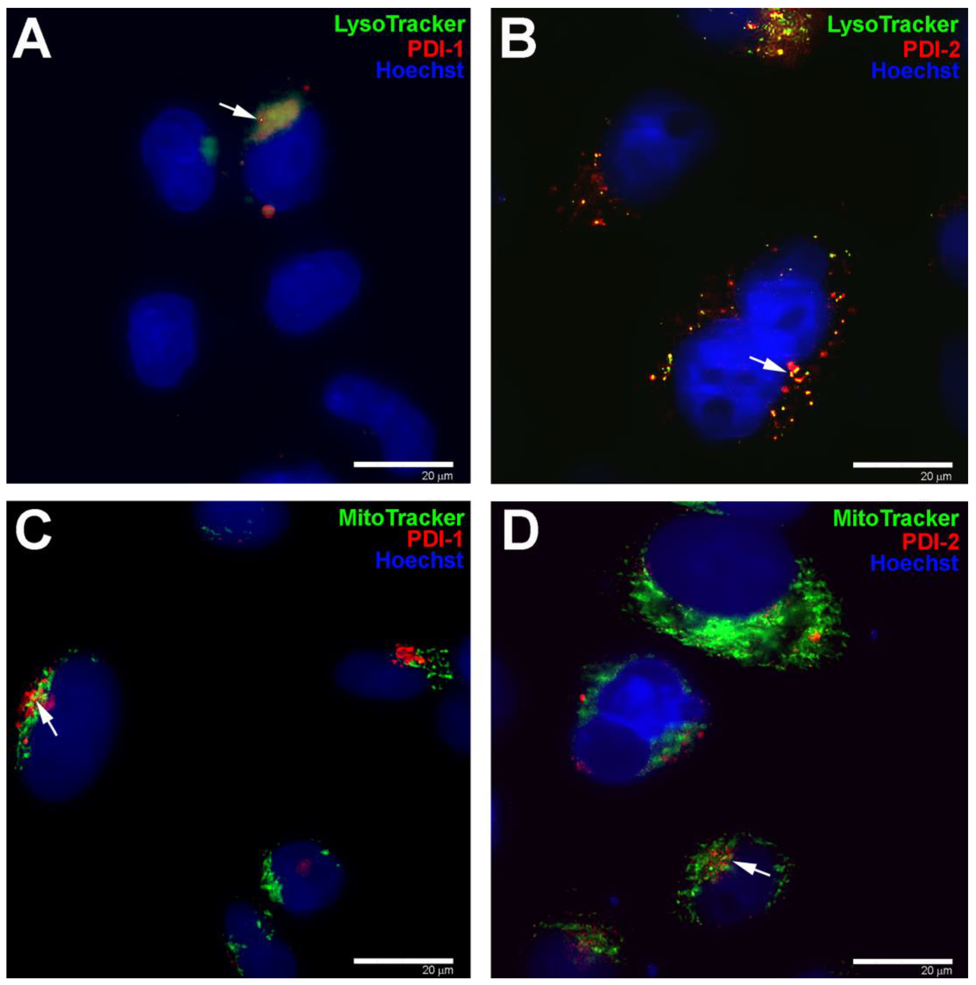 Pharmaceutics 15 01892 g009 Pharmaceutics 15 01892 g009