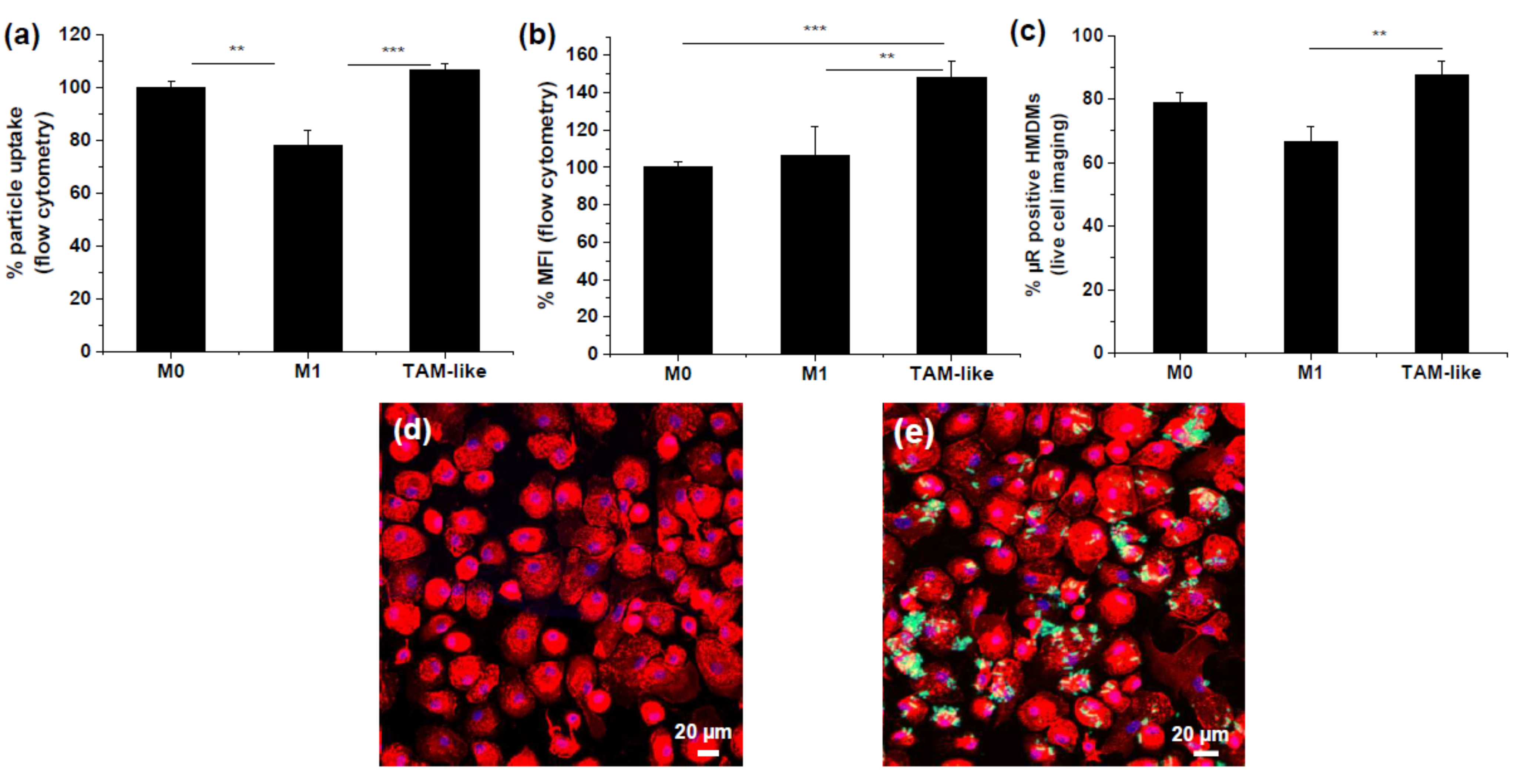 Pharmaceutics 15 01895 g002