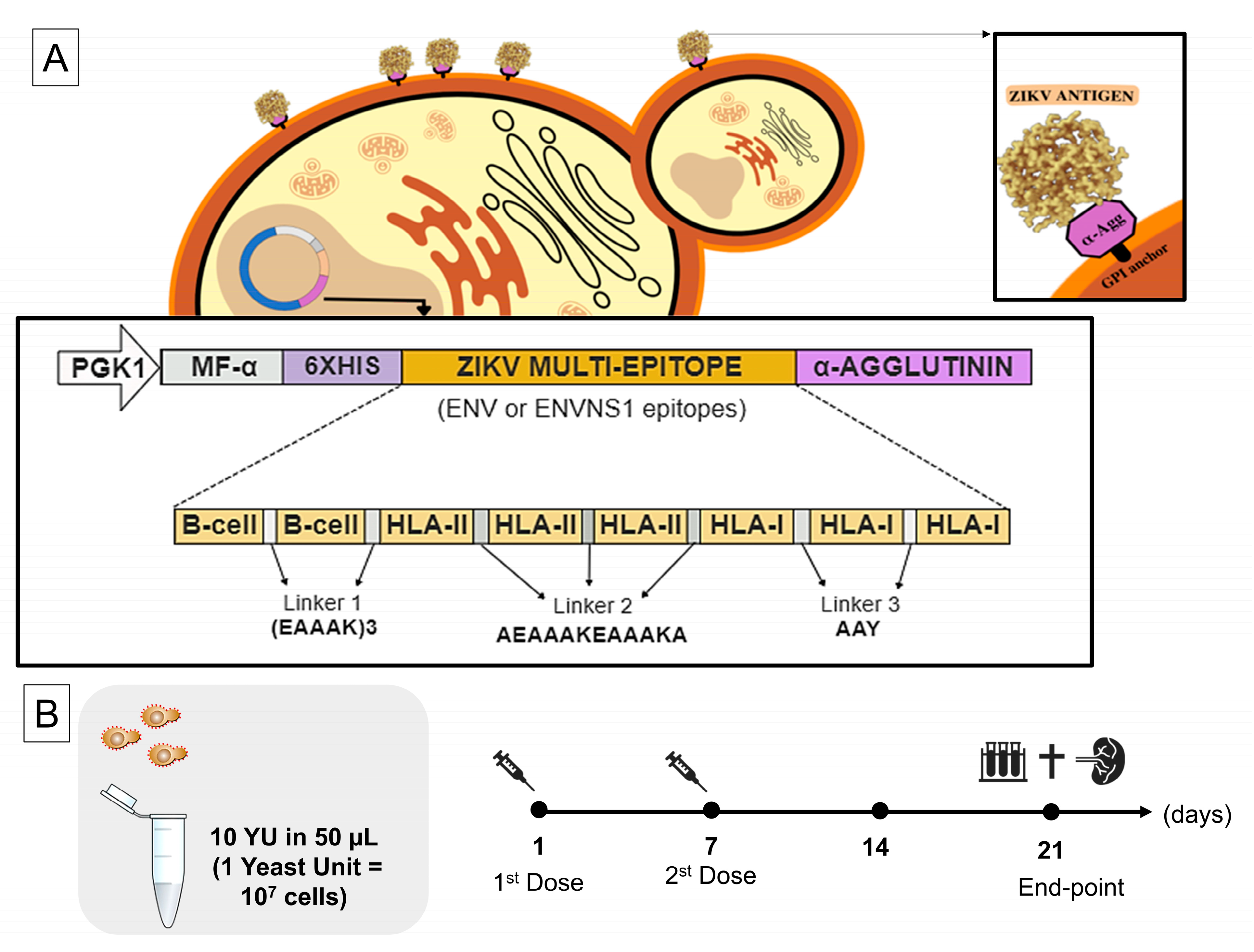 Pharmaceutics 15 01898 g001 Pharmaceutics 15 01898 g001