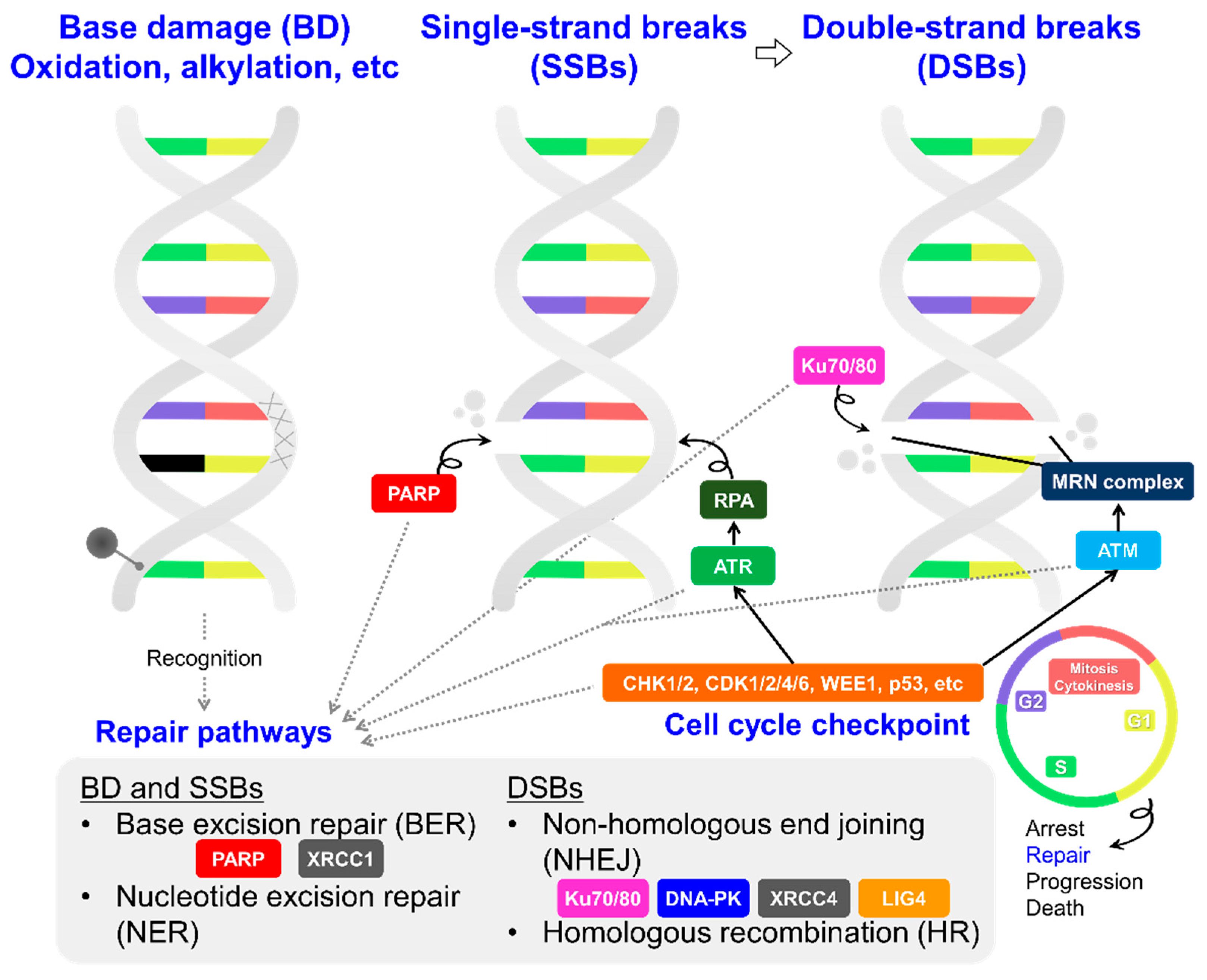 Pharmaceutics 15 01926 g002 Pharmaceutics 15 01926 g002