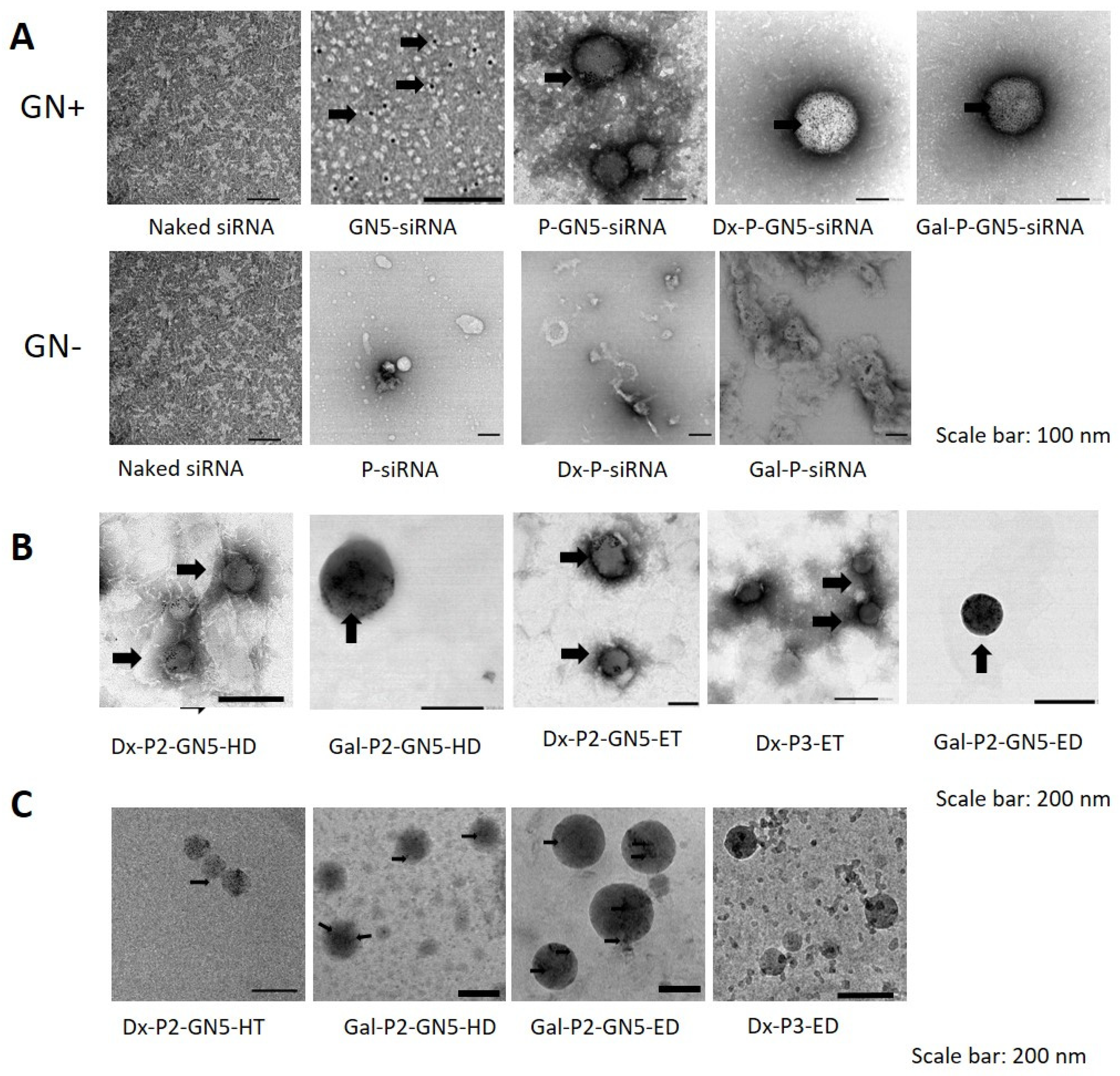Pharmaceutics 15 01936 g003 Pharmaceutics 15 01936 g003