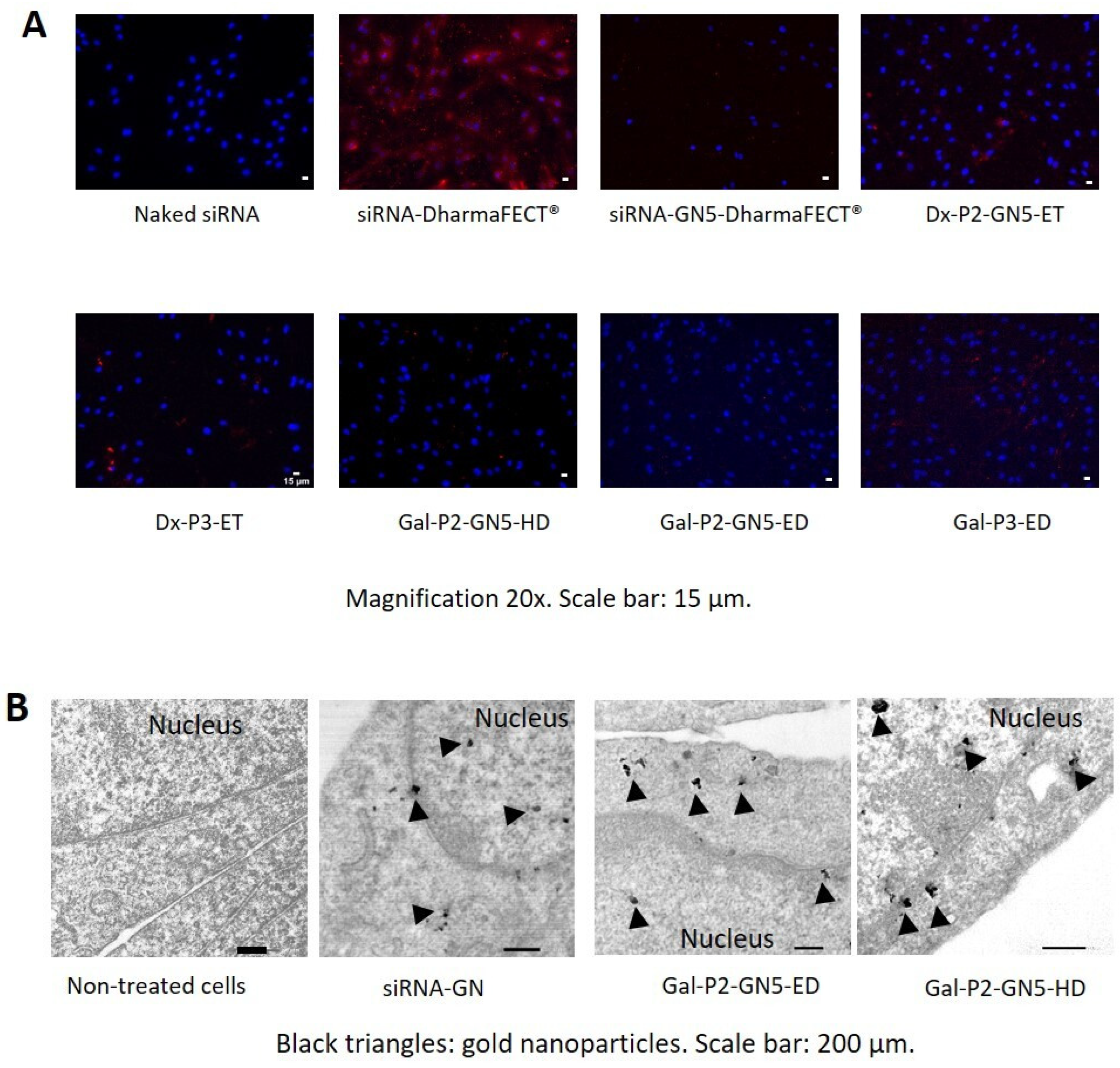 Pharmaceutics 15 01936 g005 Pharmaceutics 15 01936 g005