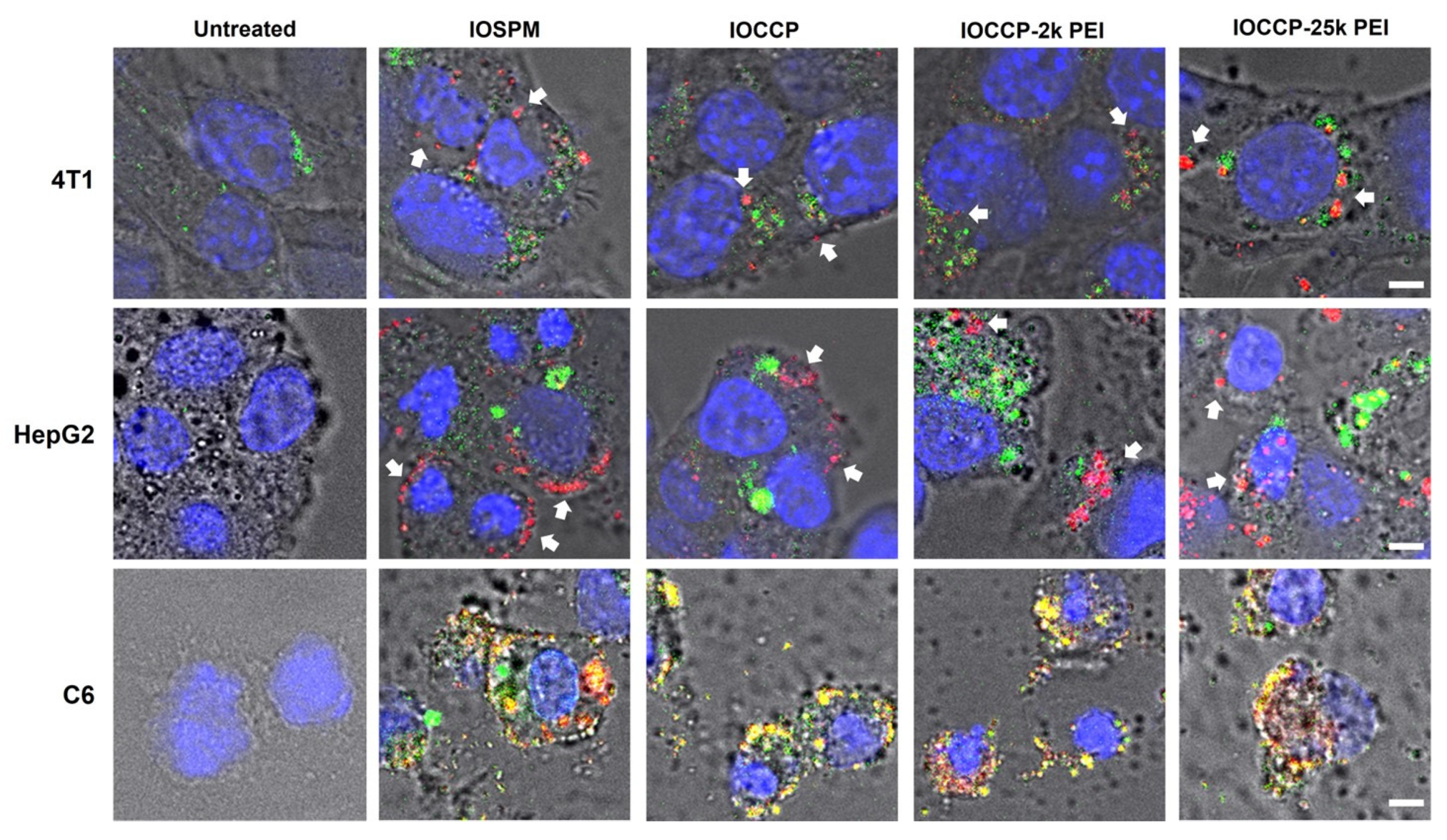 Pharmaceutics 15 01946 g003