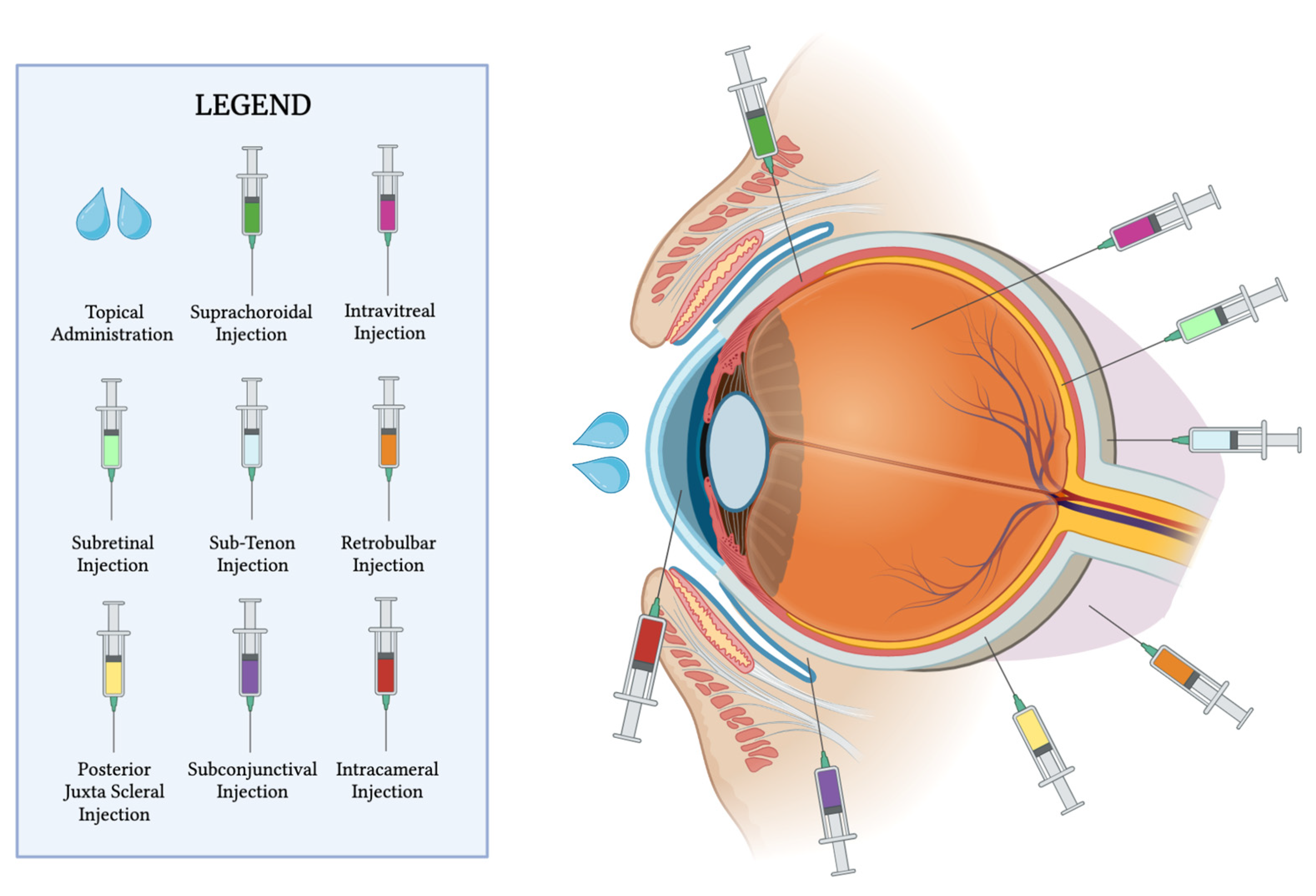 Frontiers  Exploring the Retinal Binding Cavity of