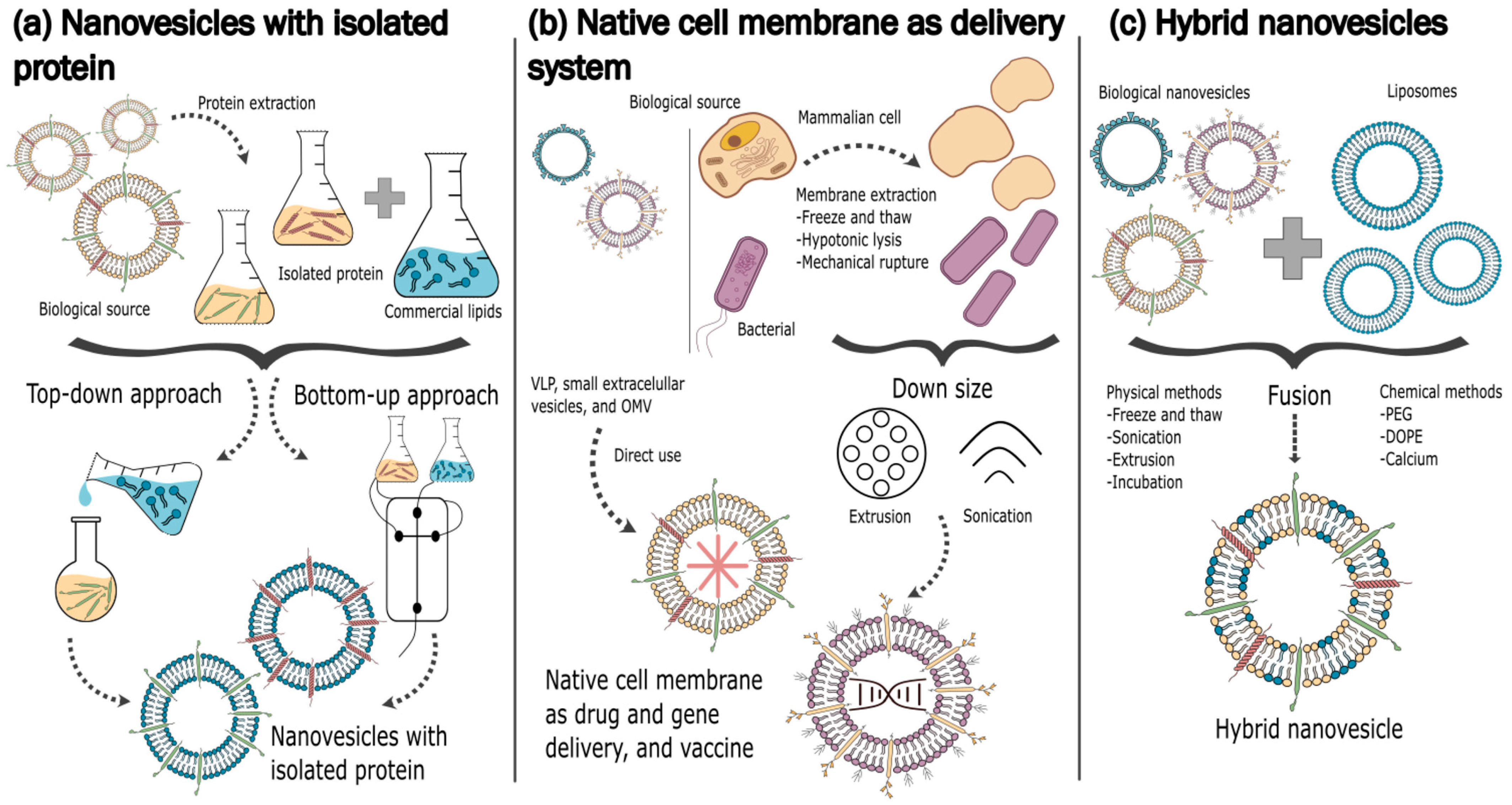 Pharmaceutics 15 01953 g011