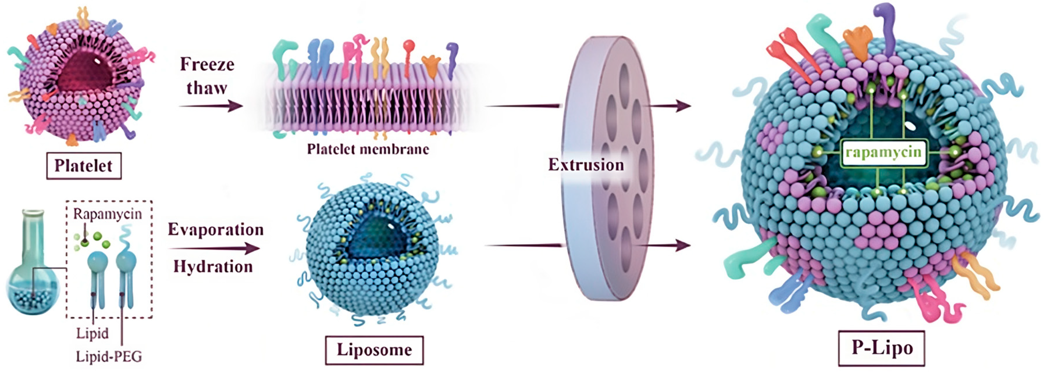 Pharmaceutics 15 01953 g012