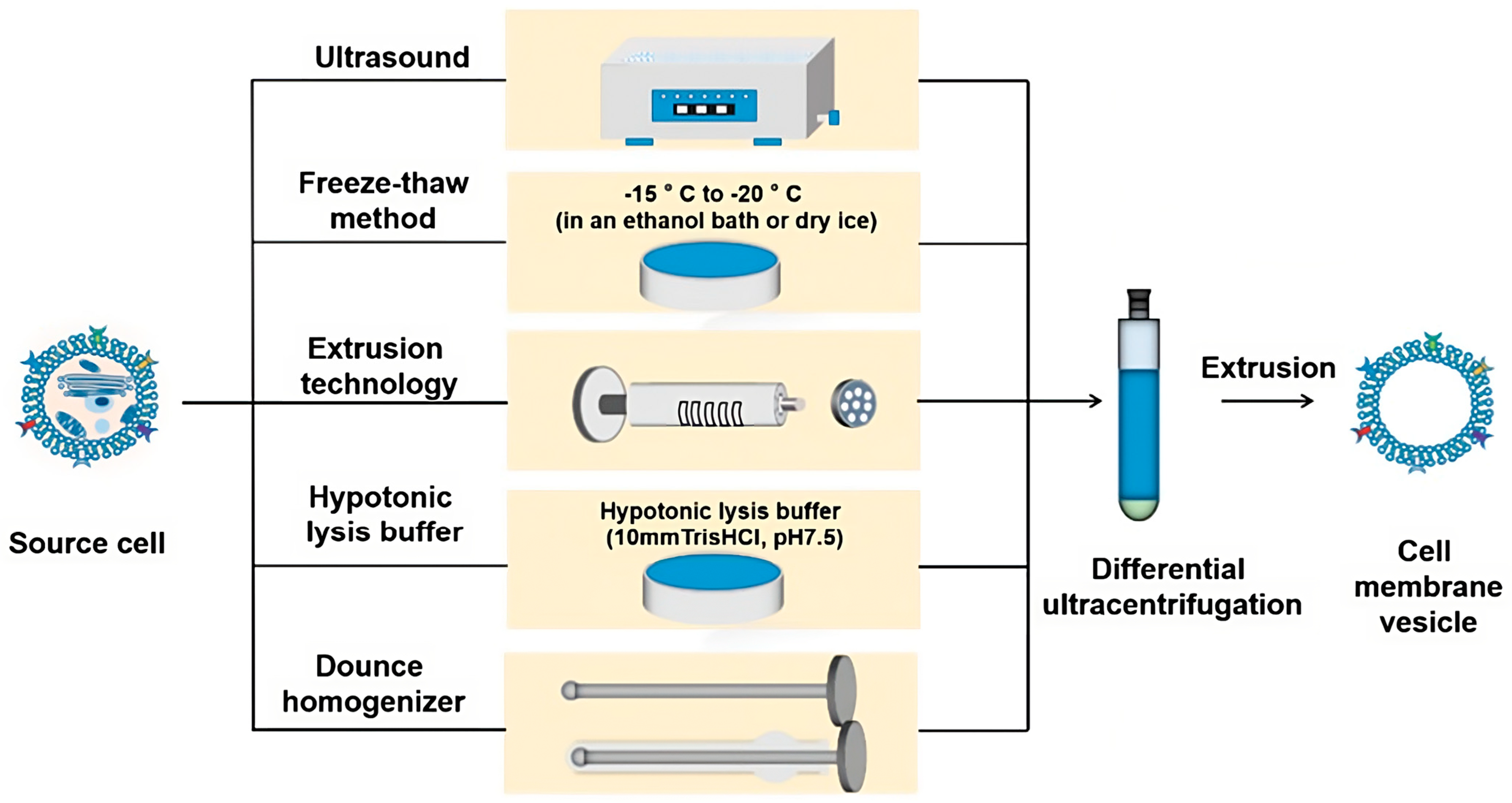 Pharmaceutics 15 01953 g013