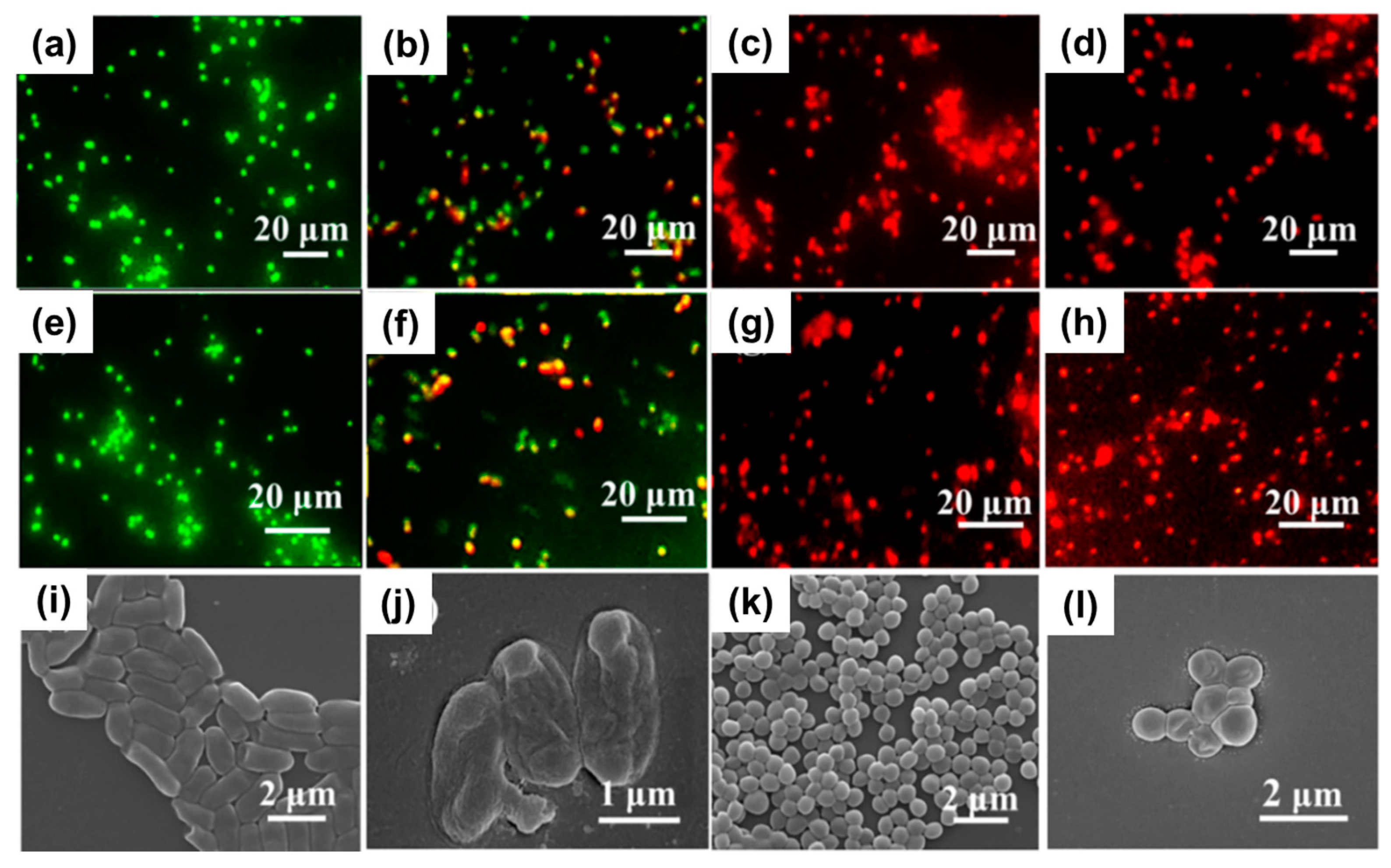 Pharmaceutics 15 01964 g004 Pharmaceutics 15 01964 g004