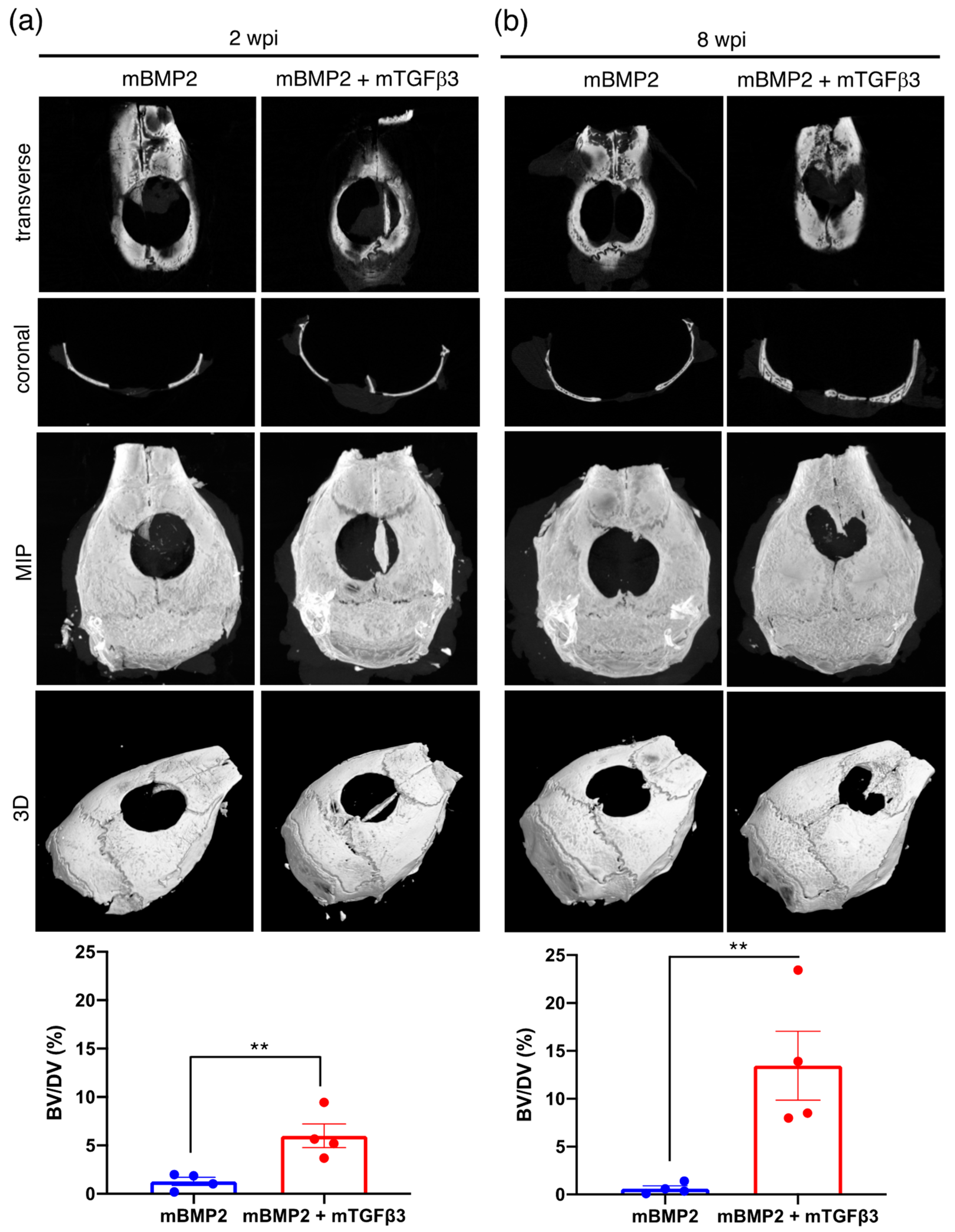 Pharmaceutics 15 01965 g003 Pharmaceutics 15 01965 g003