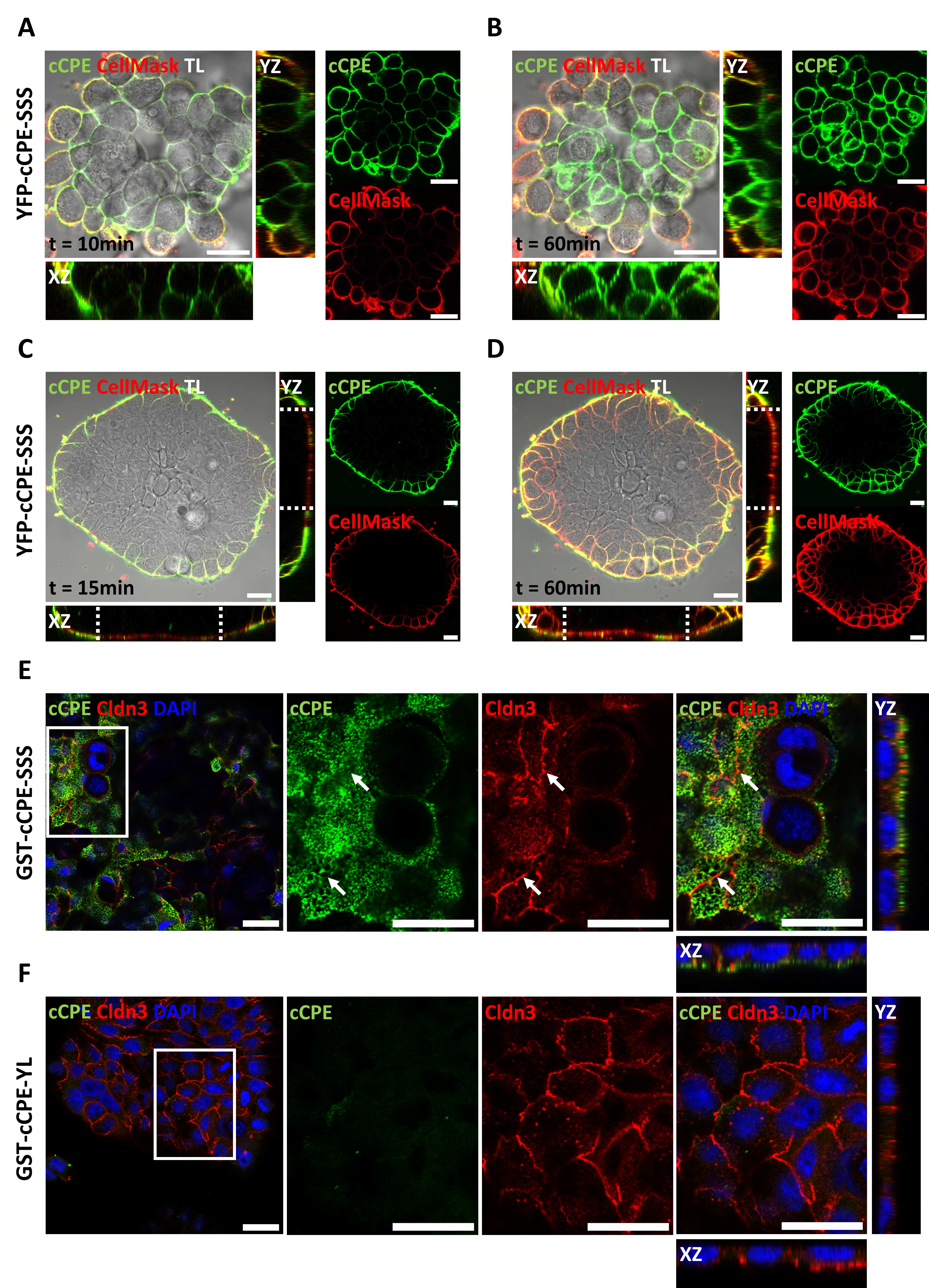 Pharmaceutics 15 01980 g002 Pharmaceutics 15 01980 g002