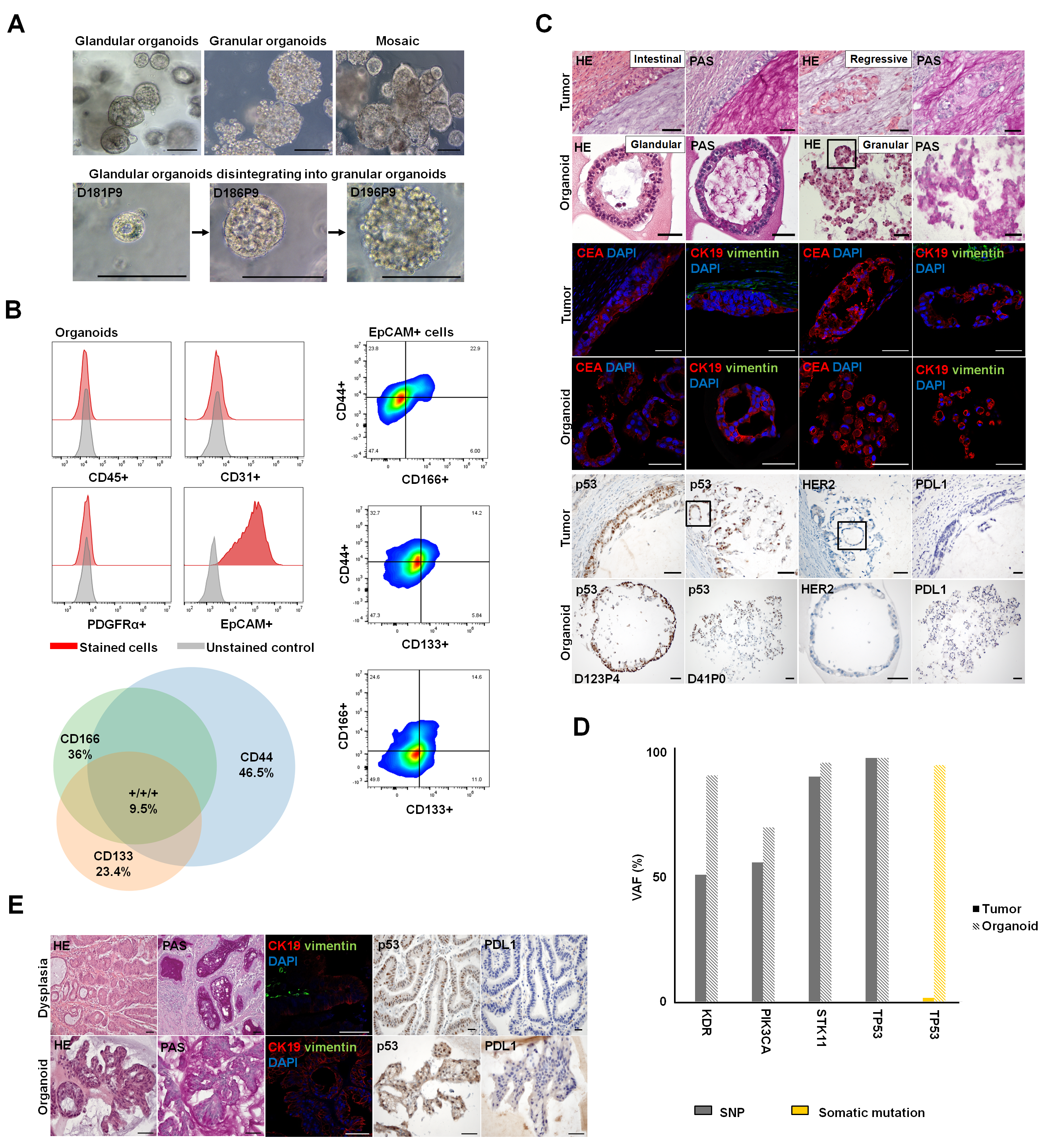 Pharmaceutics 15 01980 g004 Pharmaceutics 15 01980 g004