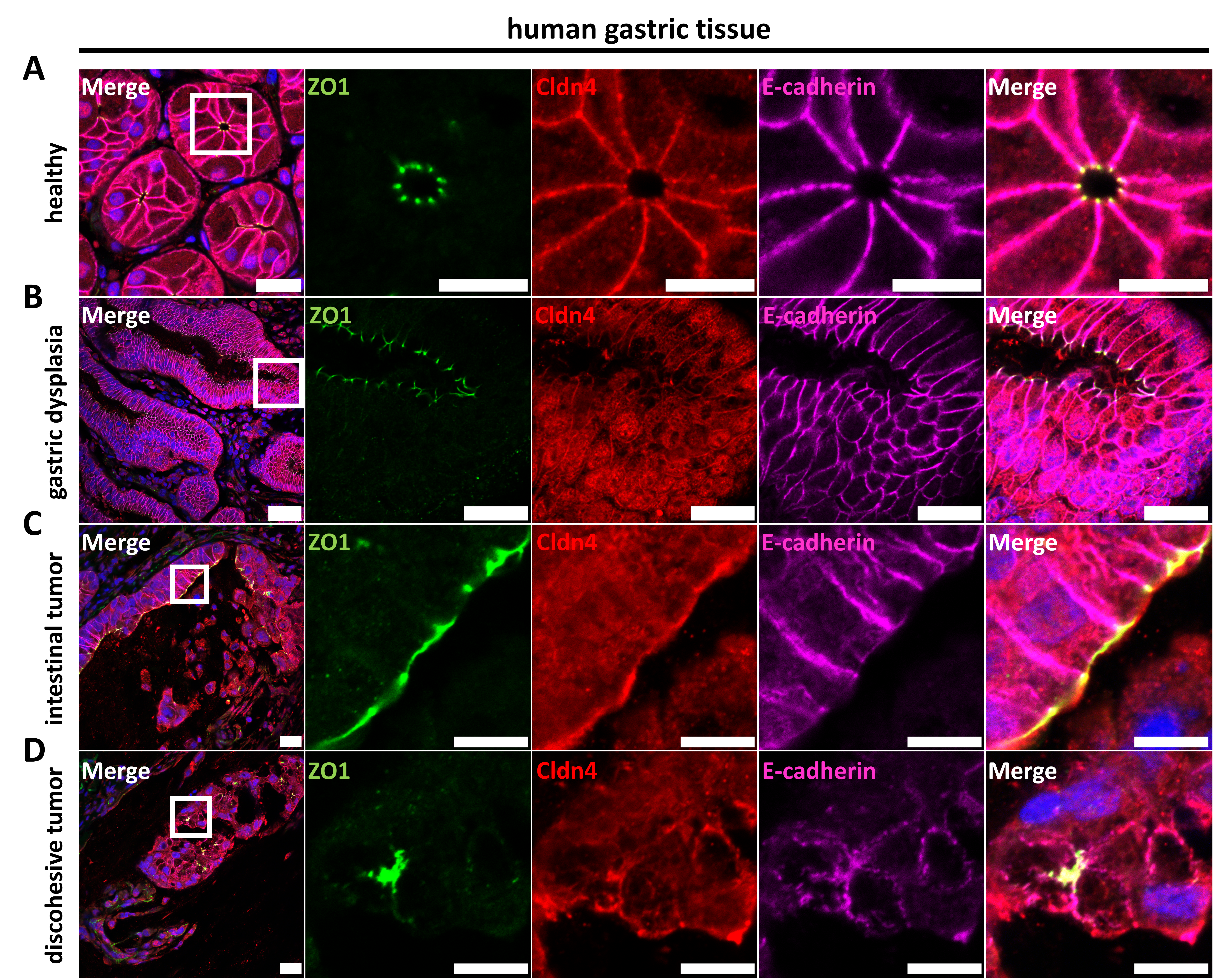 Pharmaceutics 15 01980 g005 Pharmaceutics 15 01980 g005