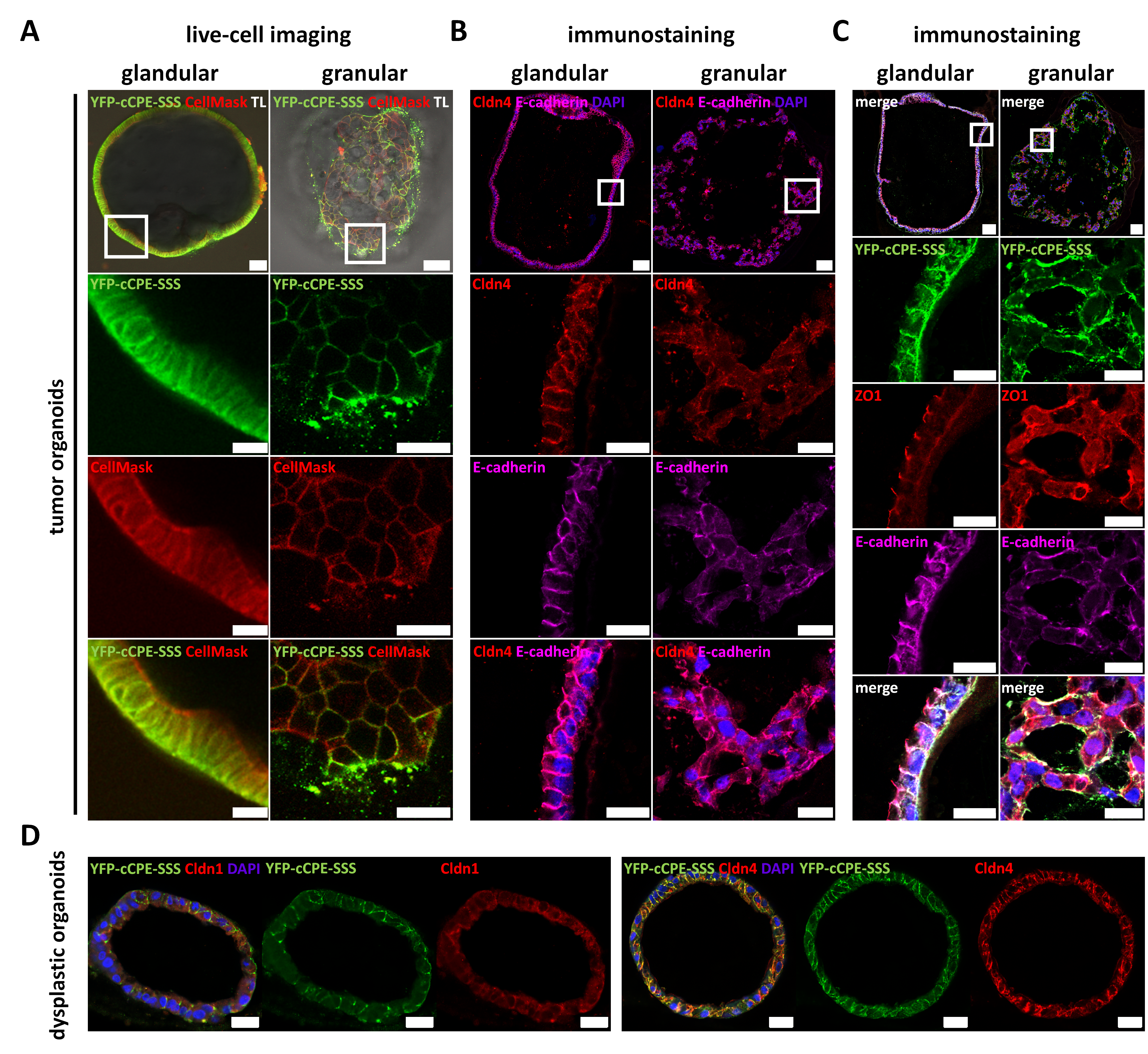 Pharmaceutics 15 01980 g006 Pharmaceutics 15 01980 g006