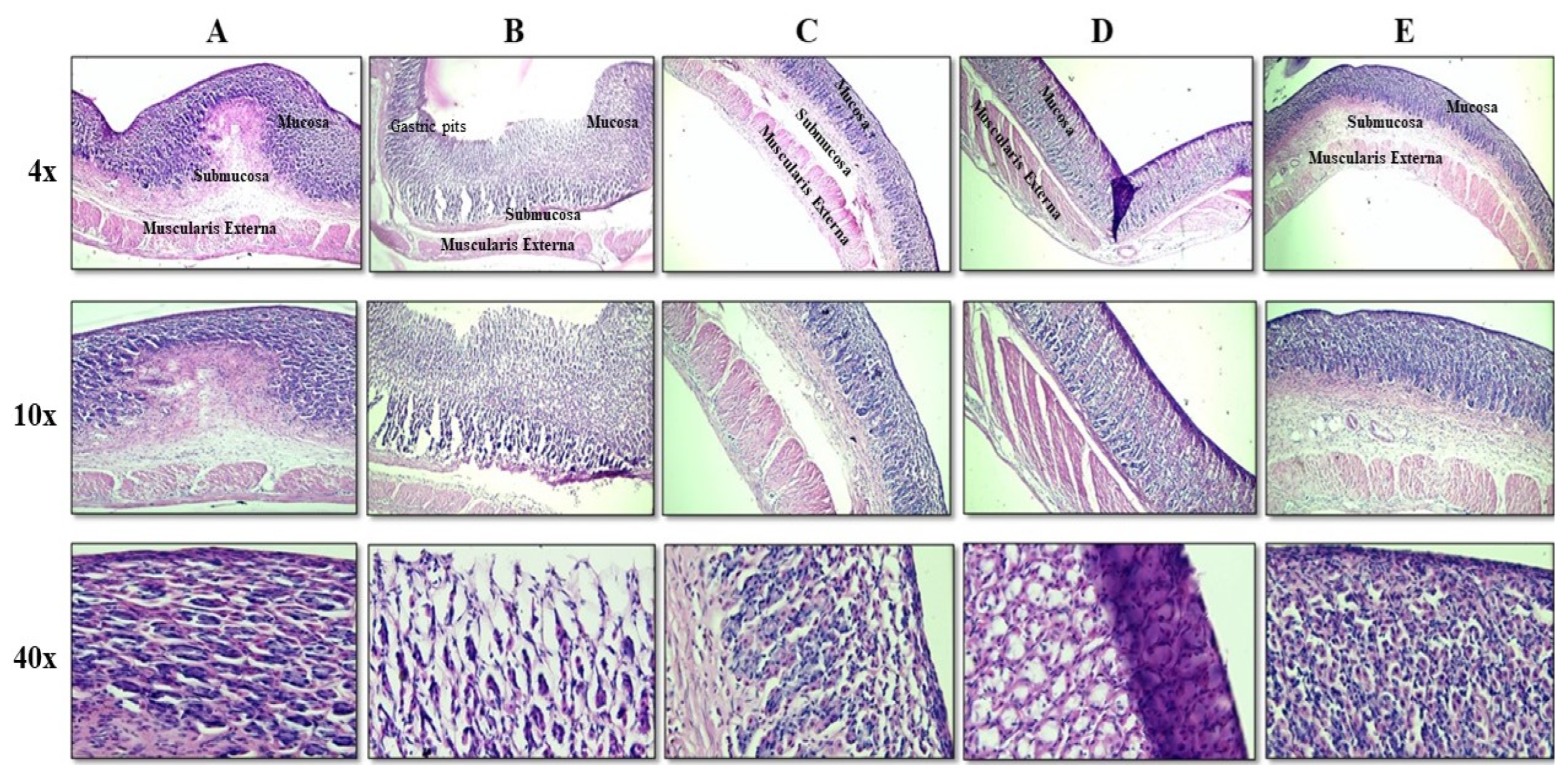 Pharmaceutics 15 01987 g012