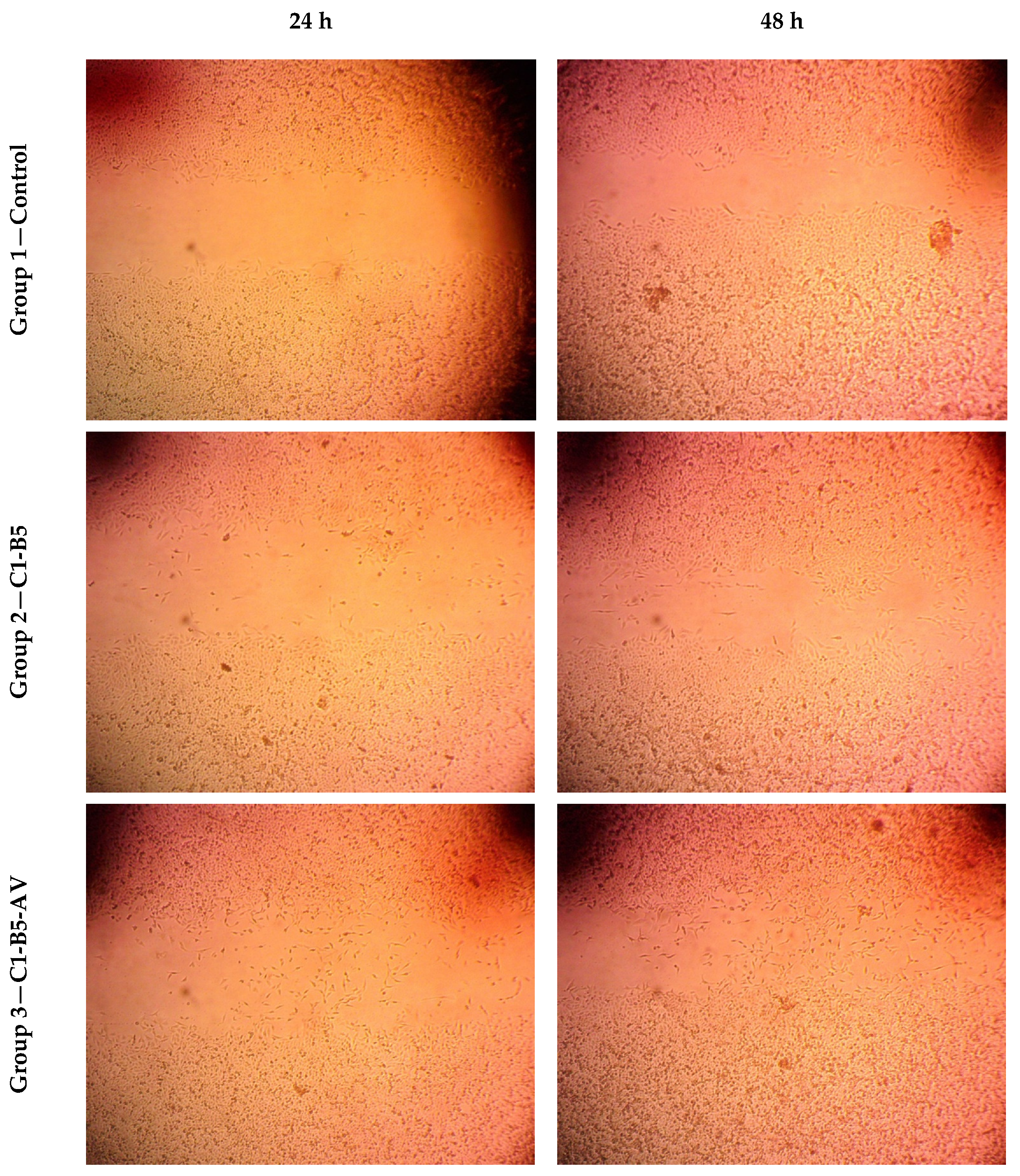 Pharmaceutics 15 01990 g009a Pharmaceutics 15 01990 g009a