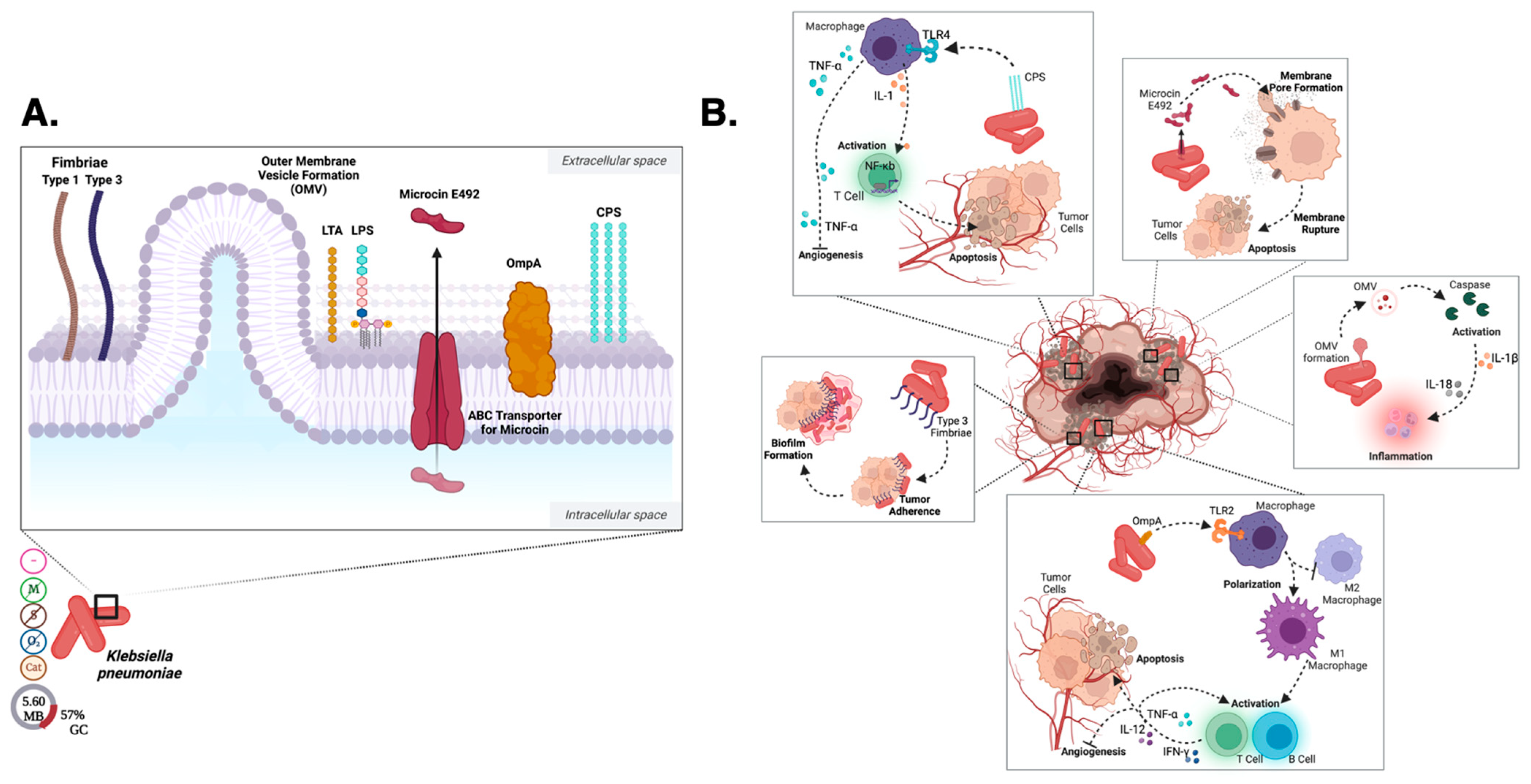 Pharmaceutics 15 02004 g003 Pharmaceutics 15 02004 g003