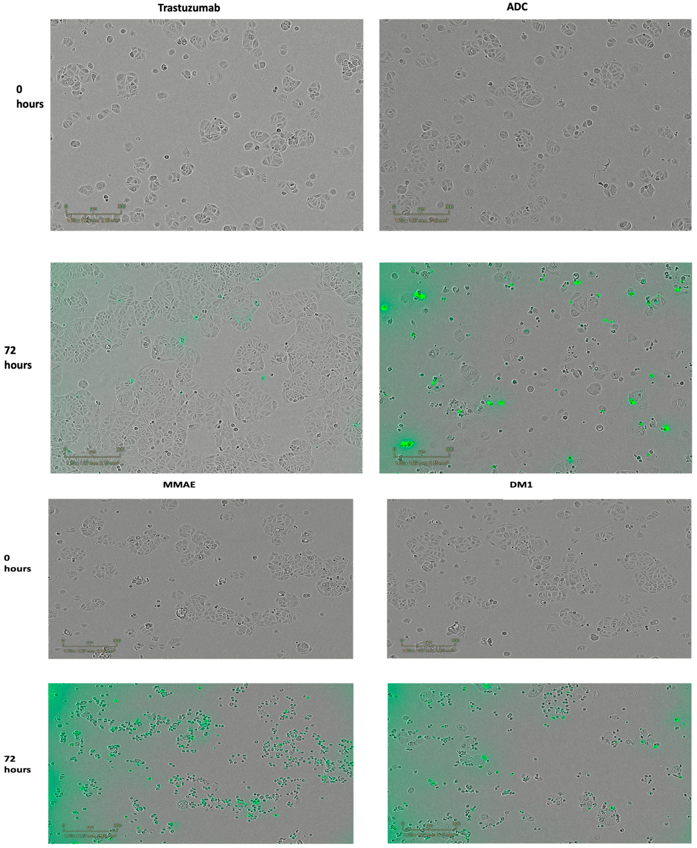 Pharmaceutics 15 02020 g004