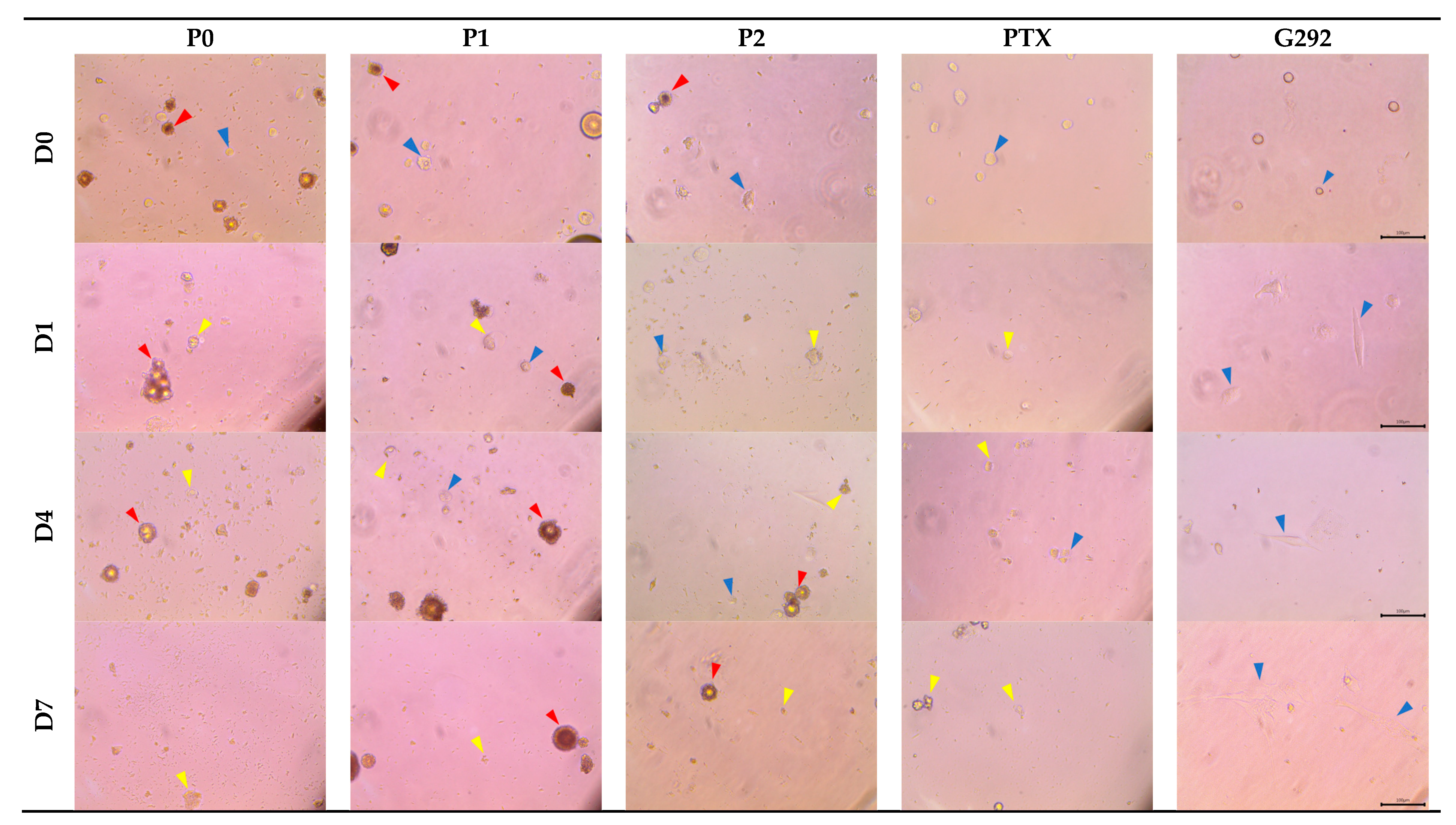 Pharmaceutics 15 02025 g010