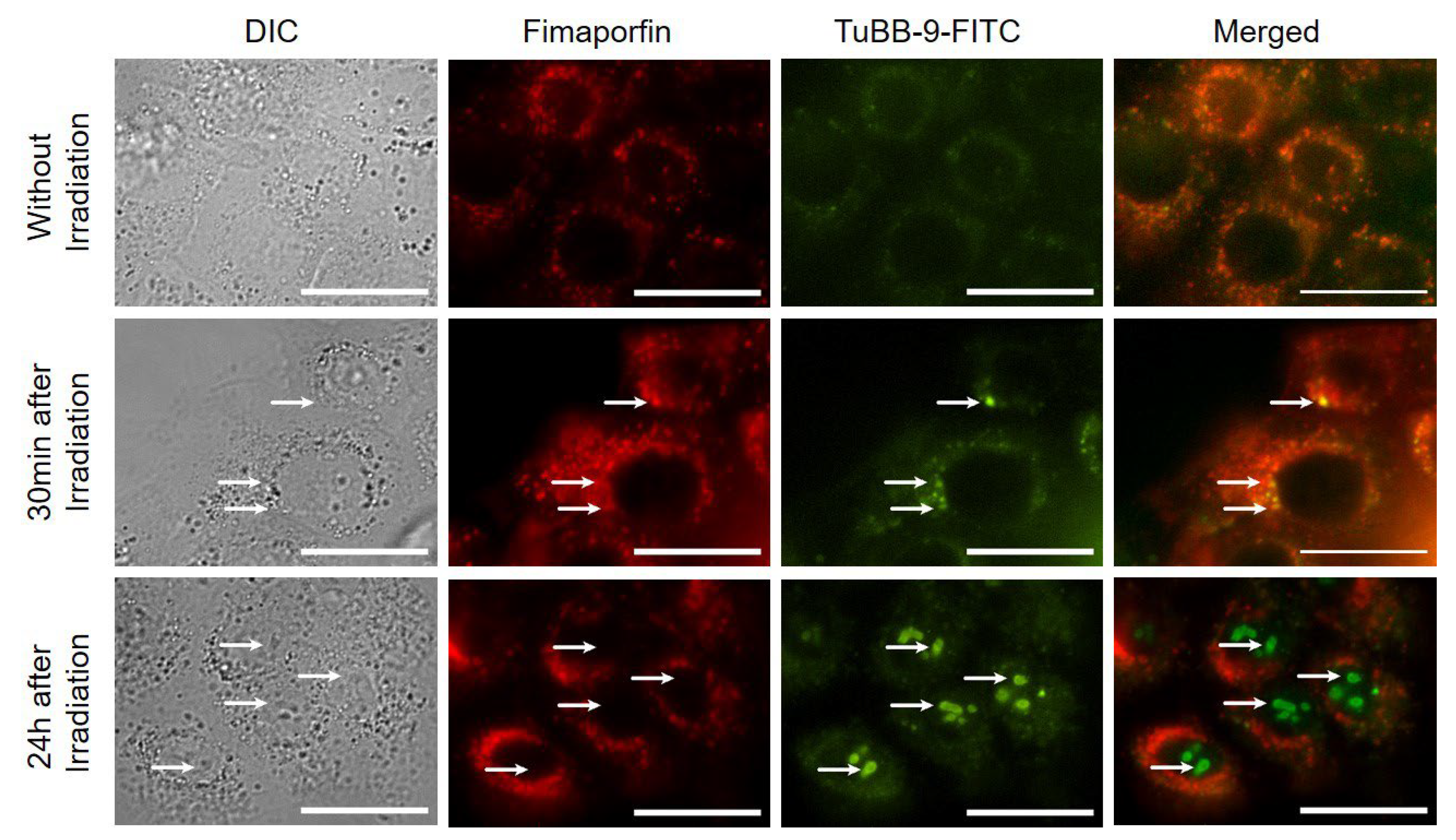 Pharmaceutics 15 02040 g007 Pharmaceutics 15 02040 g007