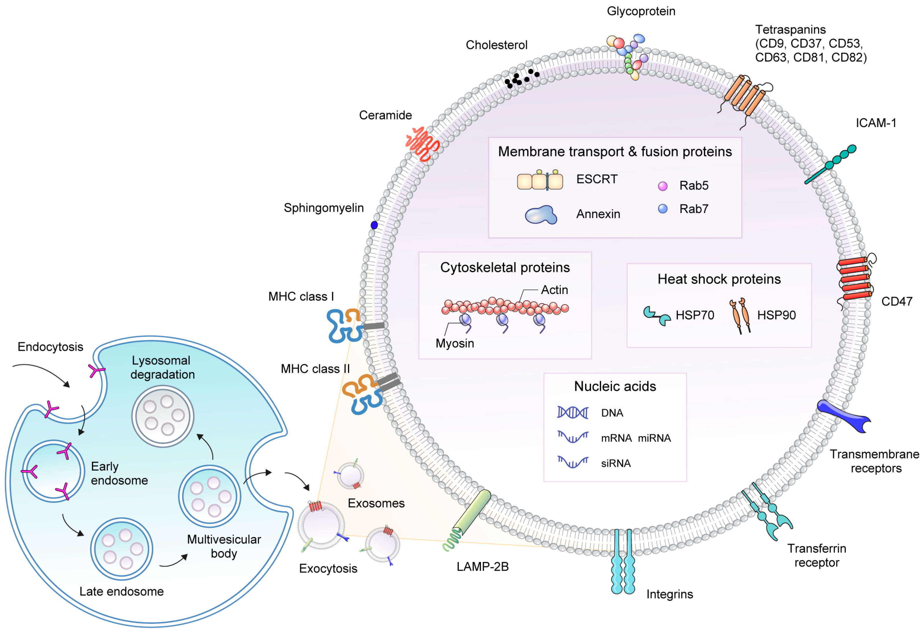Pharmaceutics | Free Full-Text | Exosome-Based Drug Delivery: Translation  from Bench to Clinic
