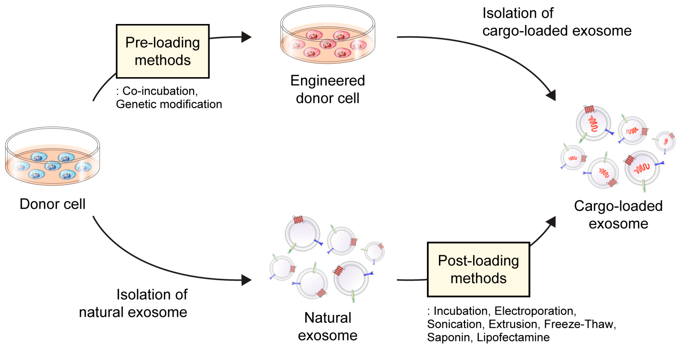 Pharmaceutics 15 02042 g002