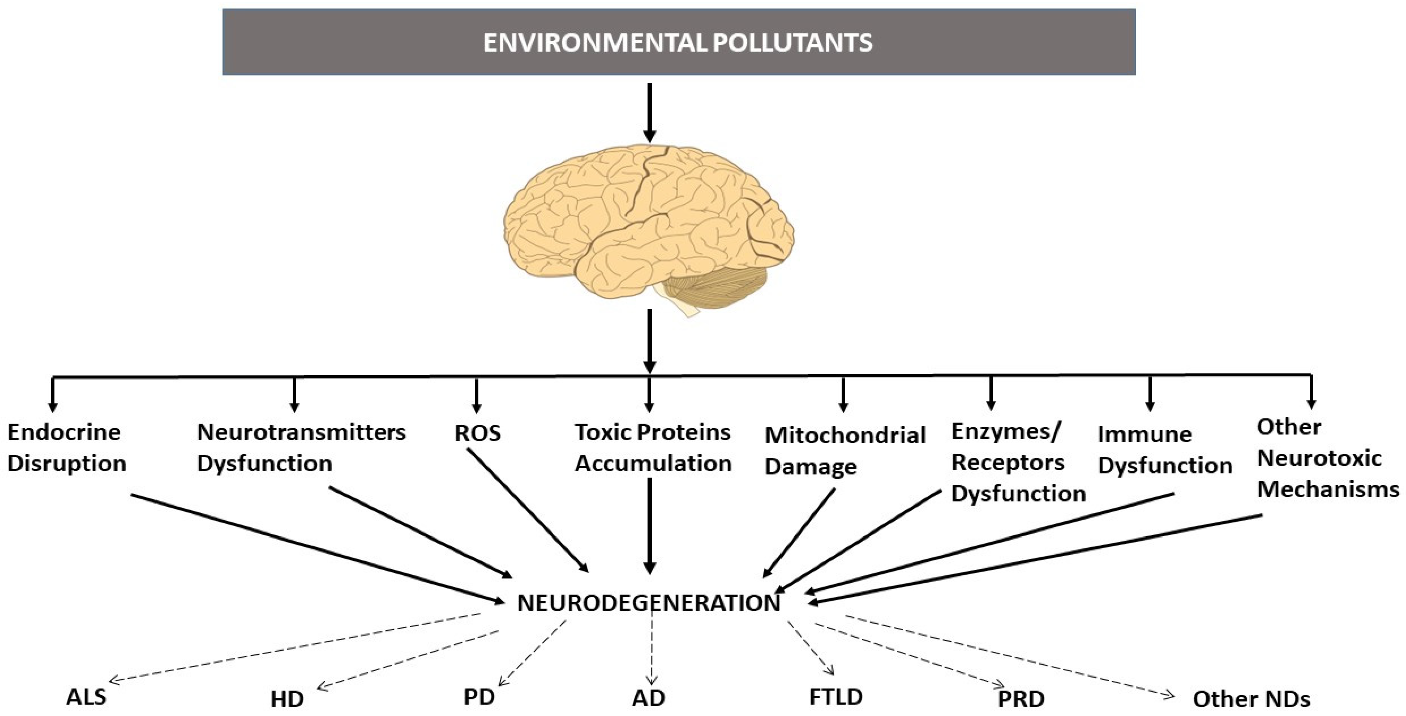 Pharmaceutics | Free Full-Text | Neurodegenerative Proteinopathies Induced  by Environmental Pollutants: Heat Shock Proteins and Proteasome as  Promising Therapeutic Tools