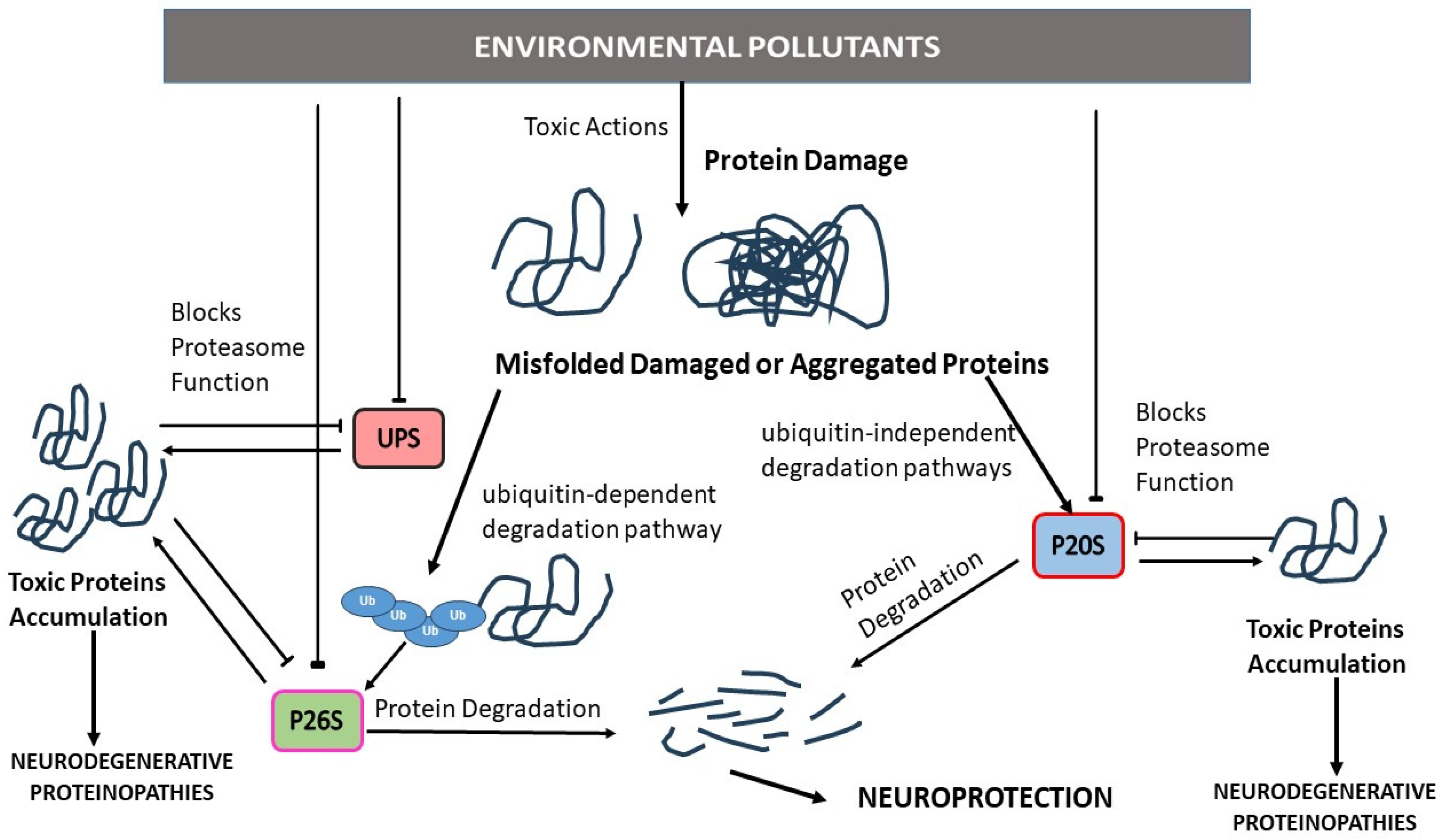 Pharmaceutics | Free Full-Text | Neurodegenerative Proteinopathies Induced  by Environmental Pollutants: Heat Shock Proteins and Proteasome as  Promising Therapeutic Tools