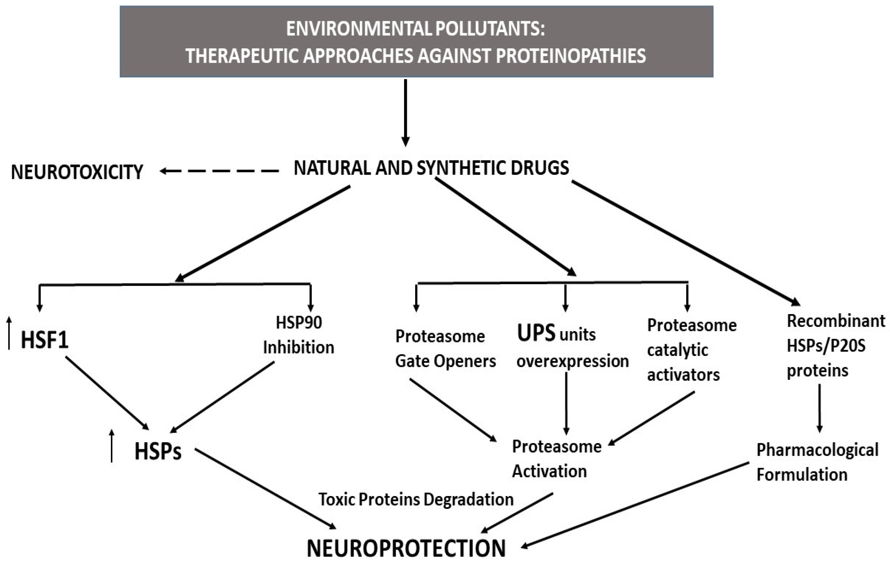 Pharmaceutics | Free Full-Text | Neurodegenerative Proteinopathies Induced  by Environmental Pollutants: Heat Shock Proteins and Proteasome as  Promising Therapeutic Tools
