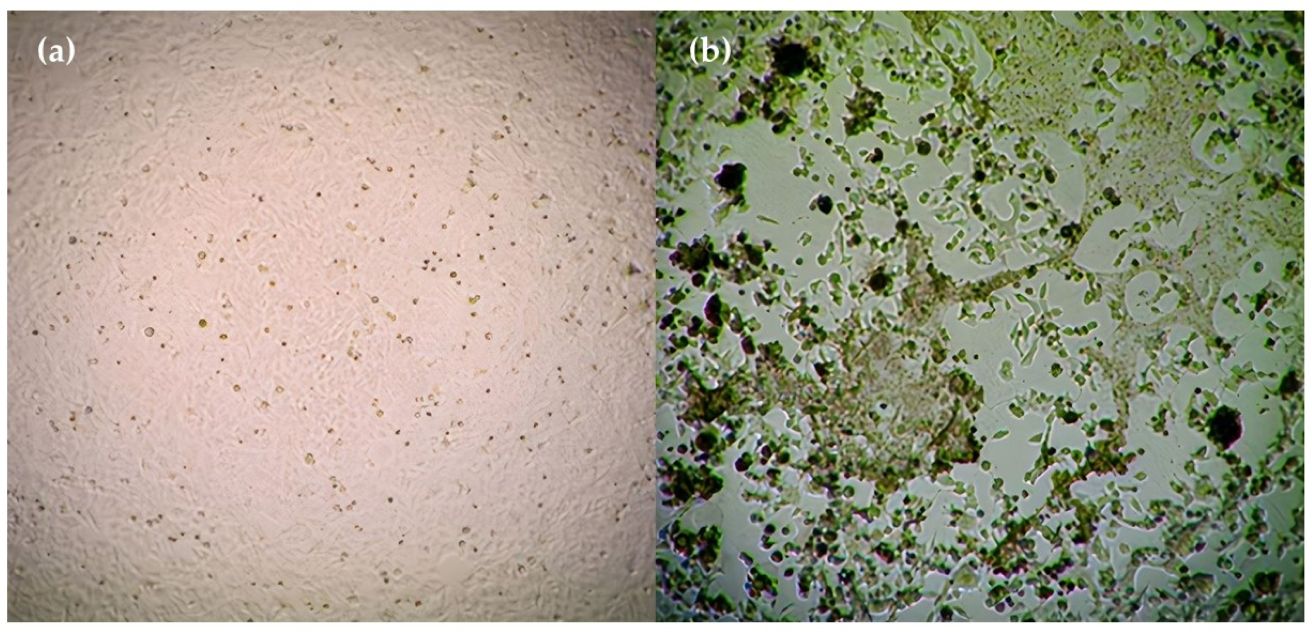 Pharmaceutics 15 02055 g008 Pharmaceutics 15 02055 g008