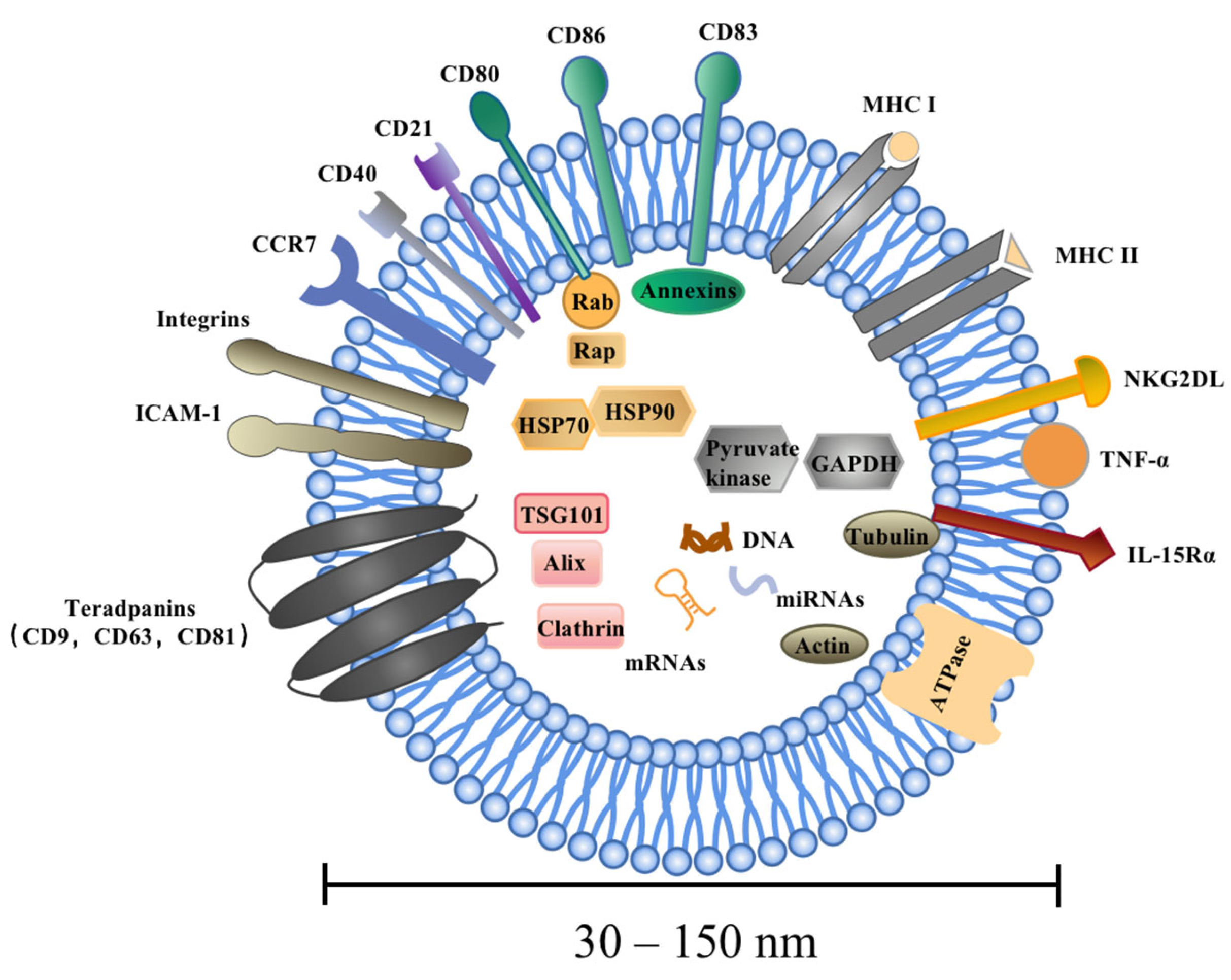 Pharmaceutics 15 02070 g002 Pharmaceutics 15 02070 g002