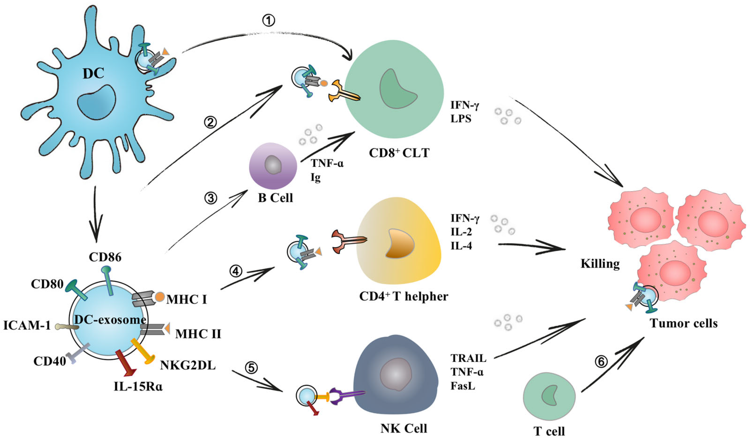 Pharmaceutics 15 02070 g003 Pharmaceutics 15 02070 g003
