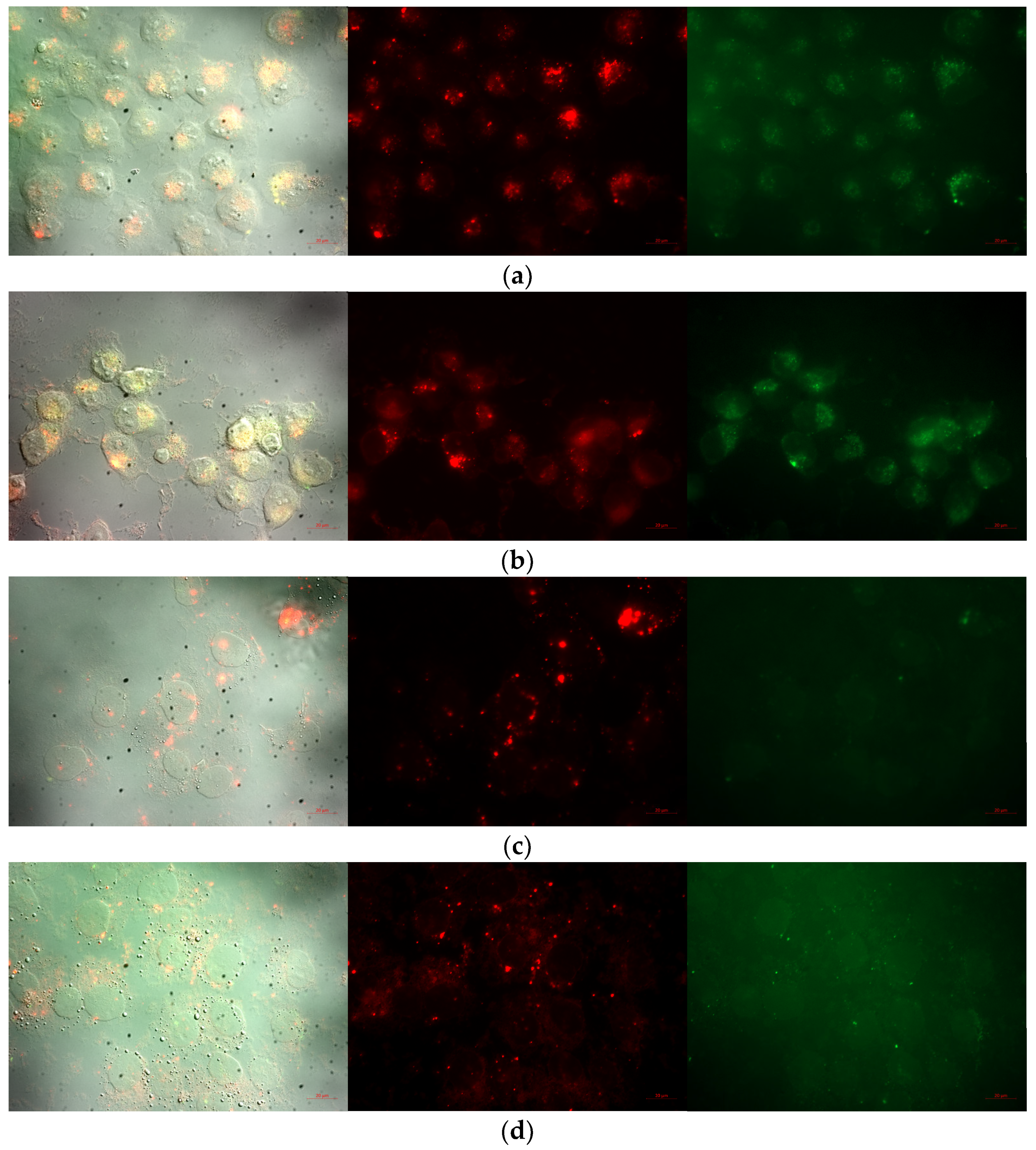 Pharmaceutics 15 02082 g007 Pharmaceutics 15 02082 g007